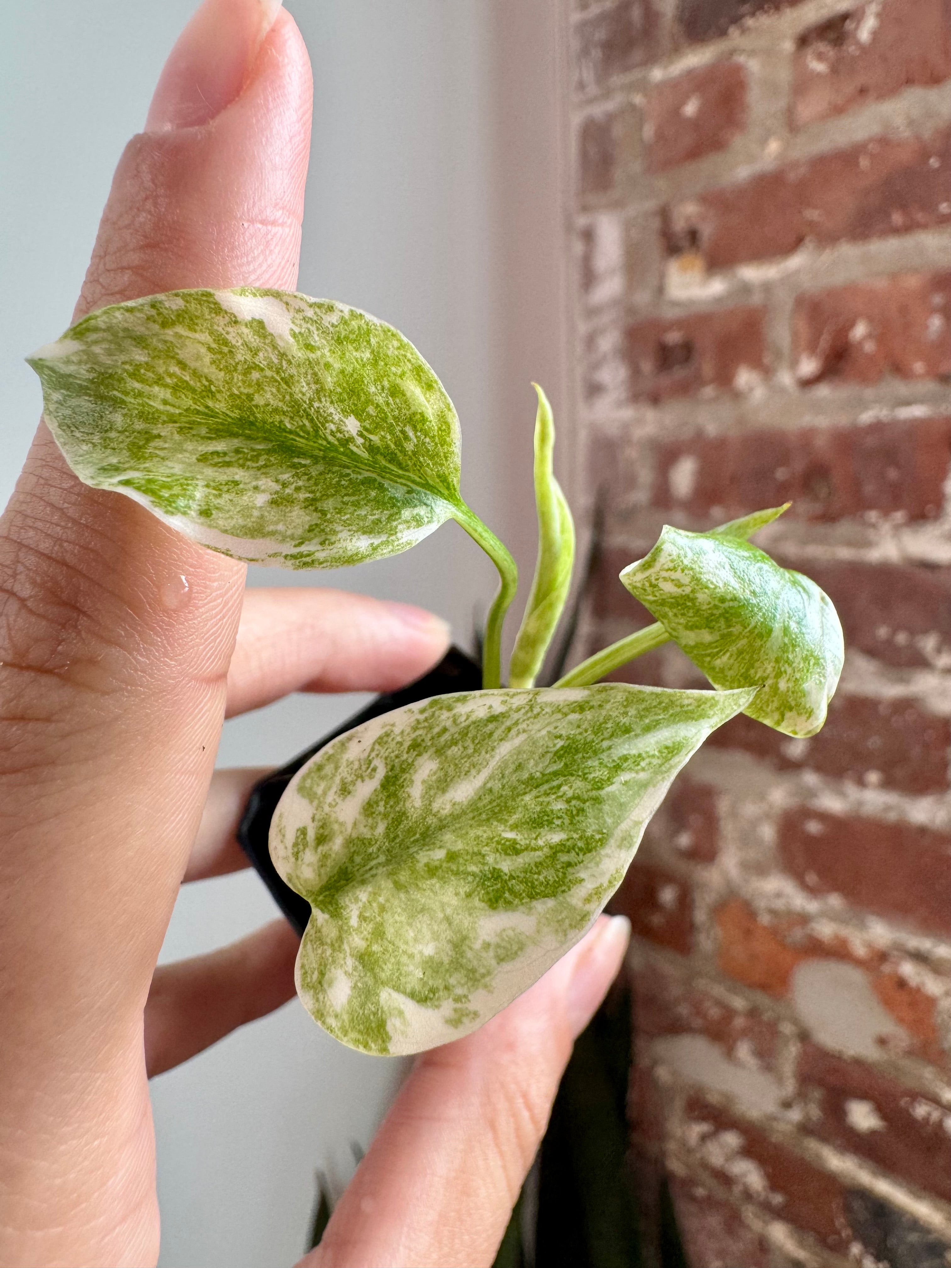 Monstera Legacy 8762