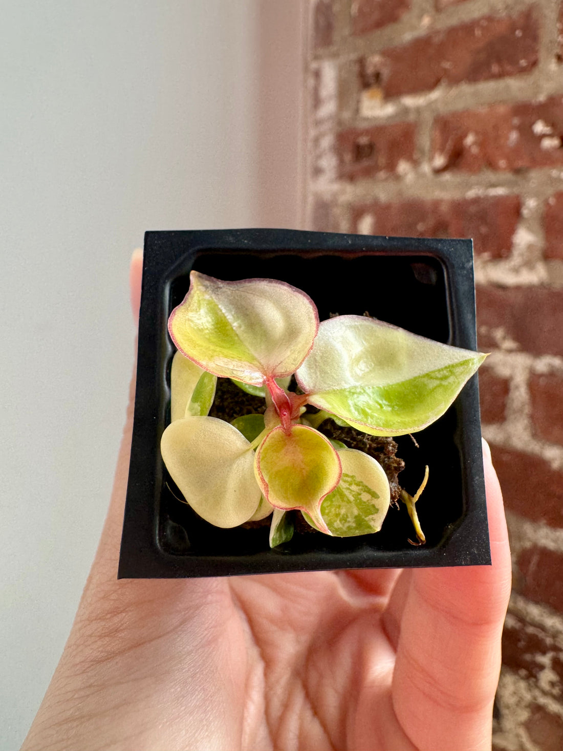 Philodendron Billietiae Var. 8763