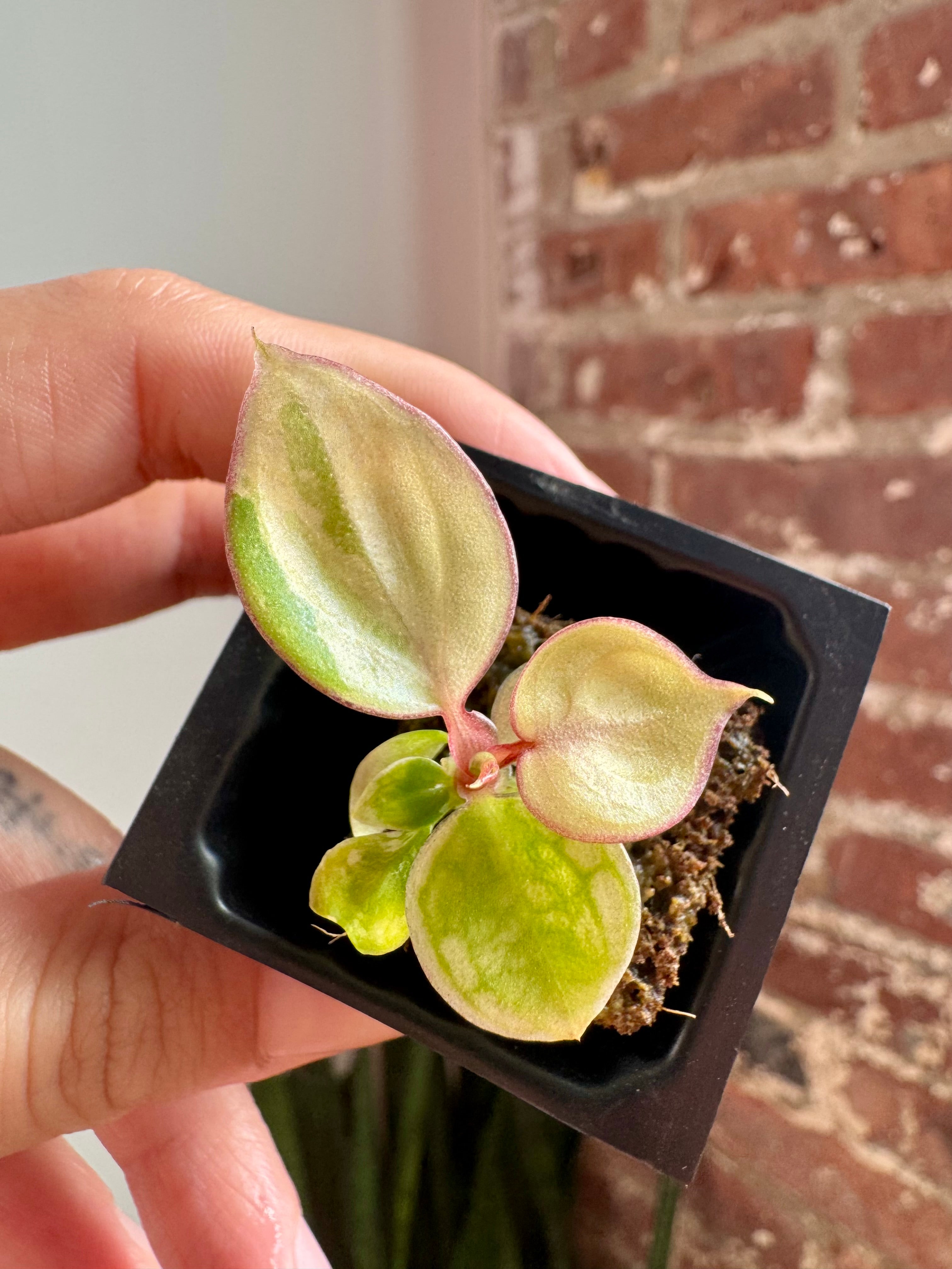 Philodendron Billietiae Var. 8764