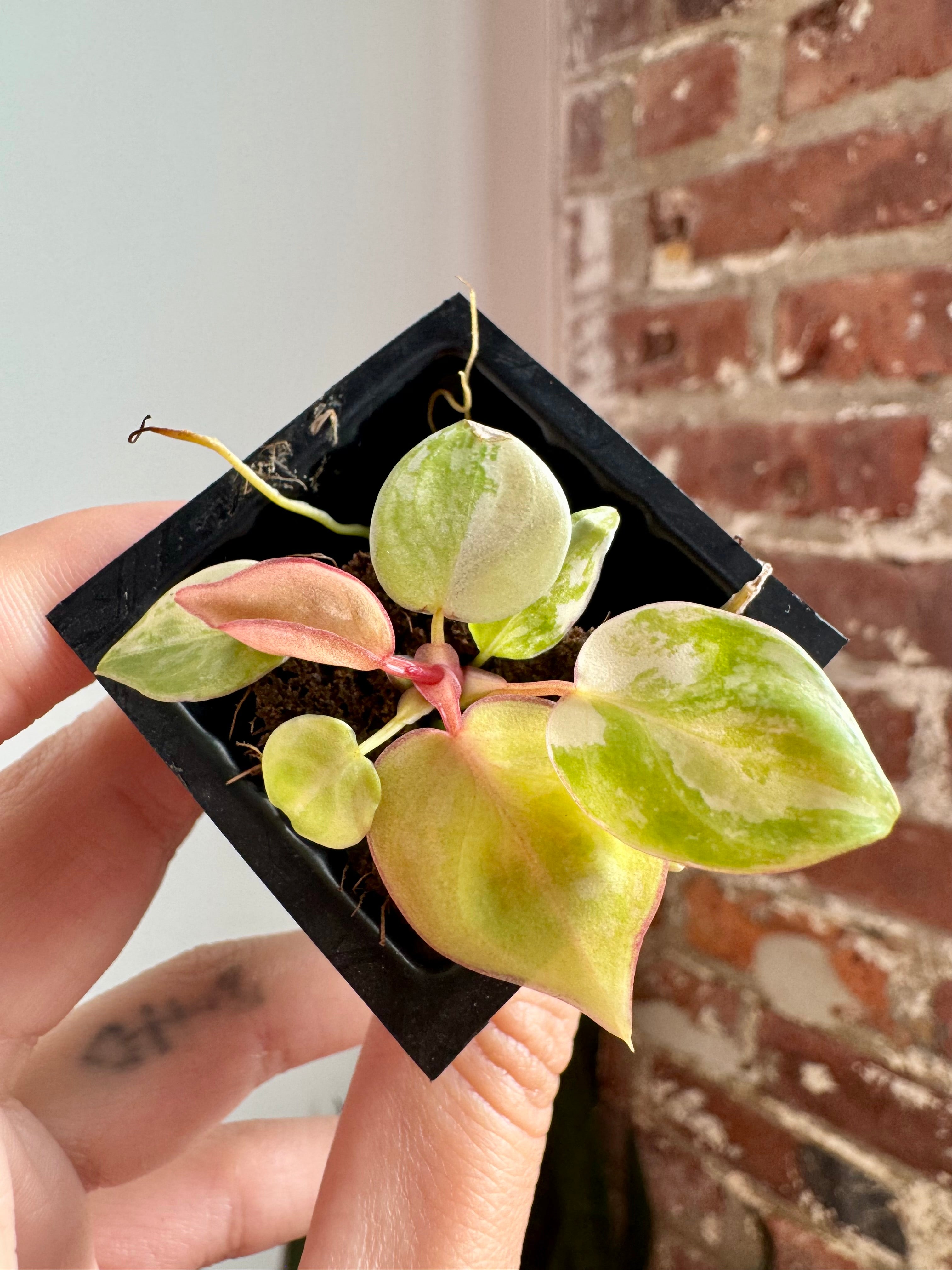 Philodendron Billietiae Var. 8766