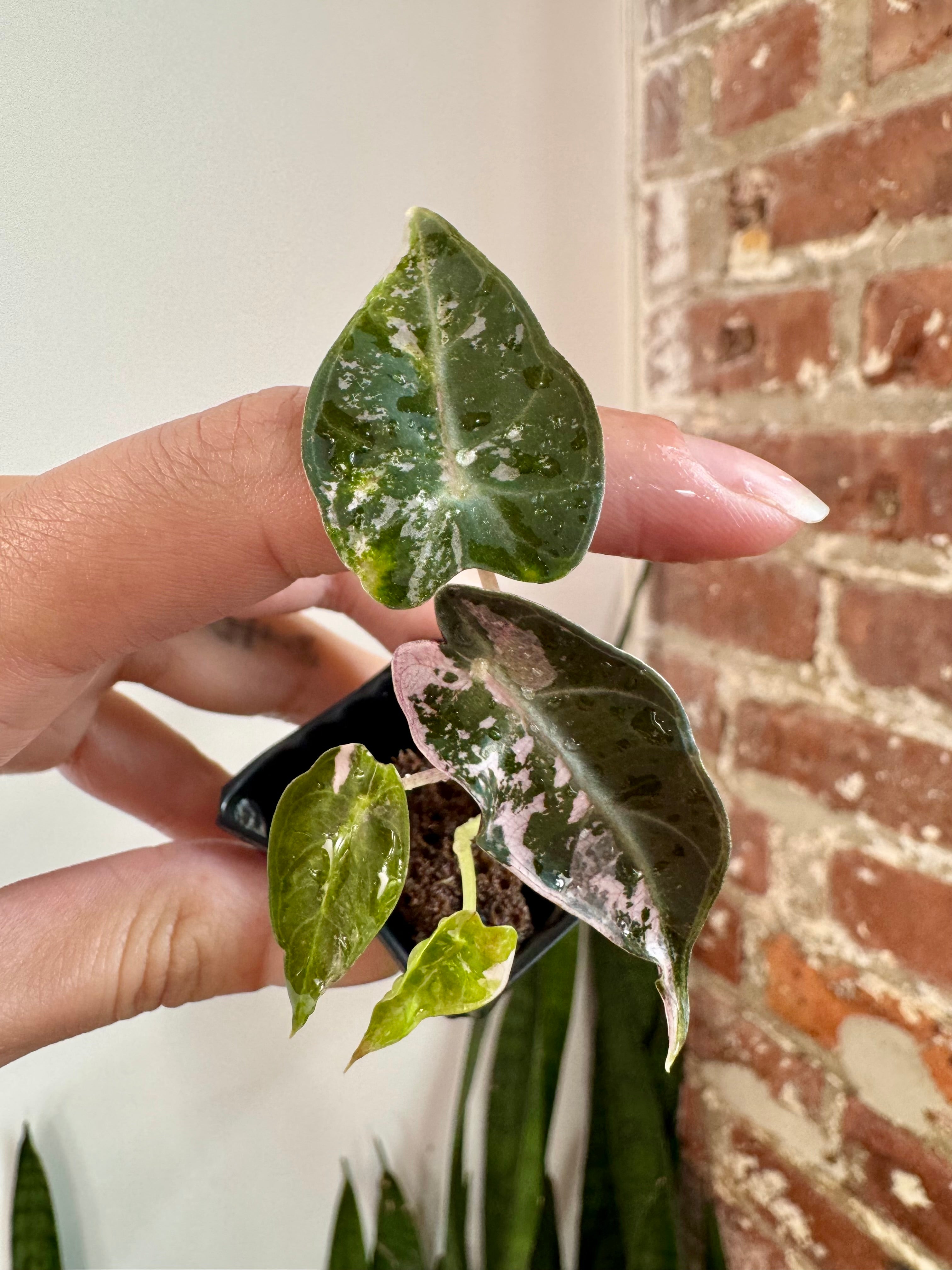 Alocasia Bambino Albo Pink 8613