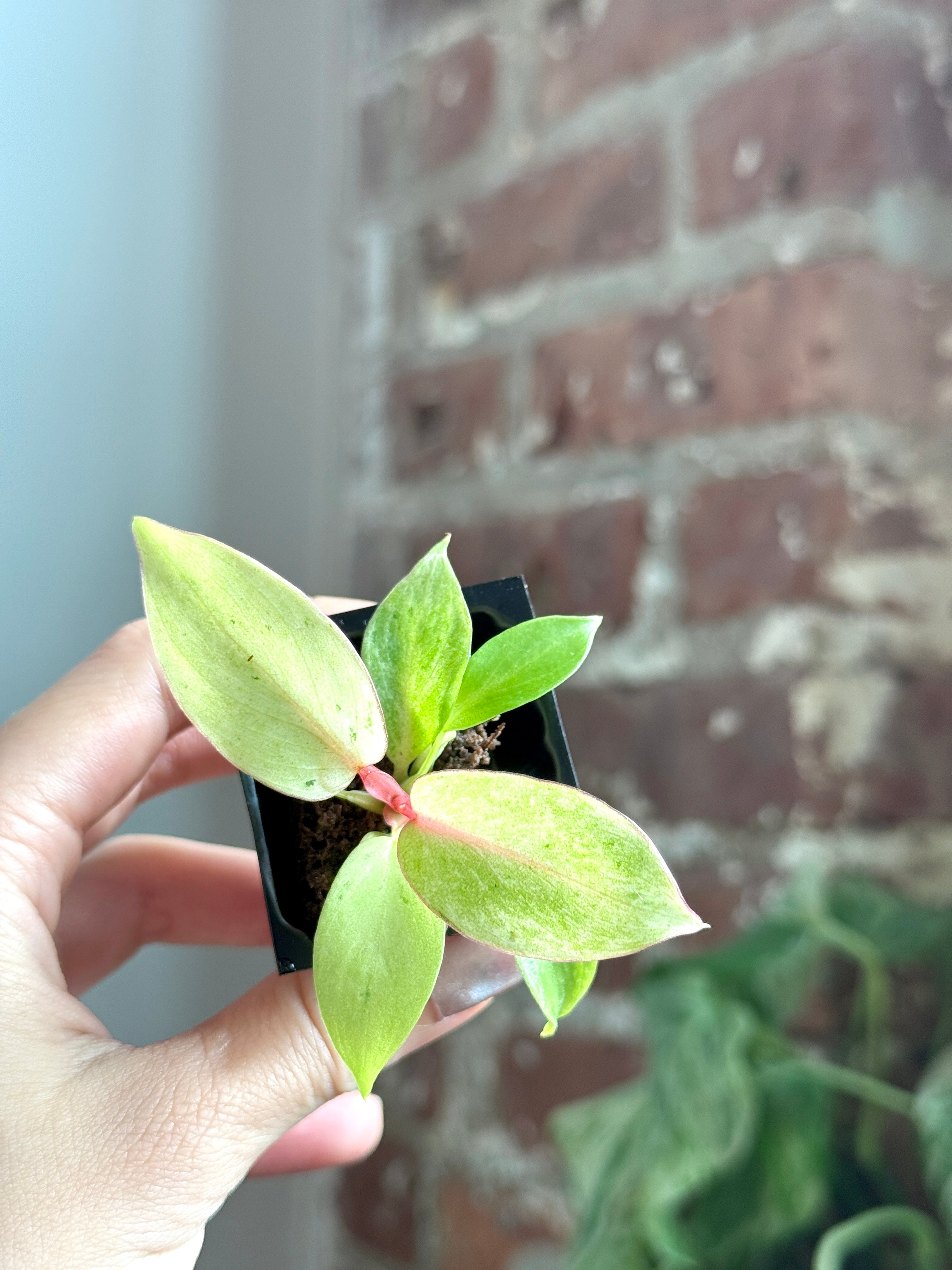 Philodendron Snowdrift Var. 