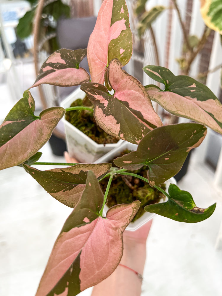 Collectors' Plants
