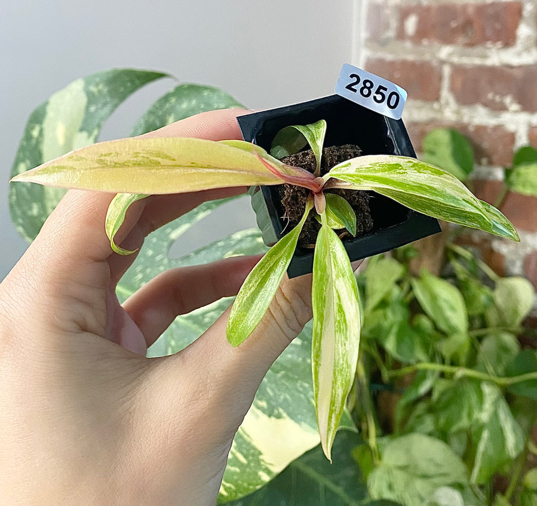 Philodendron Caramel Marble 2850