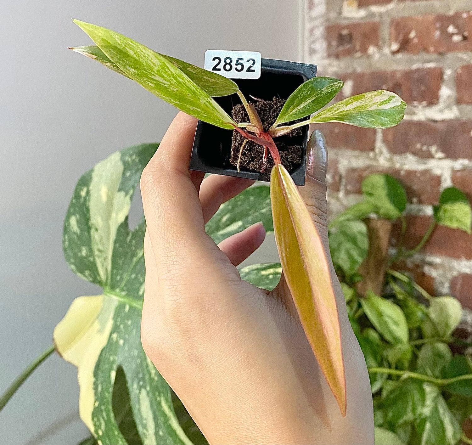 Philodendron Caramel Marble 2852