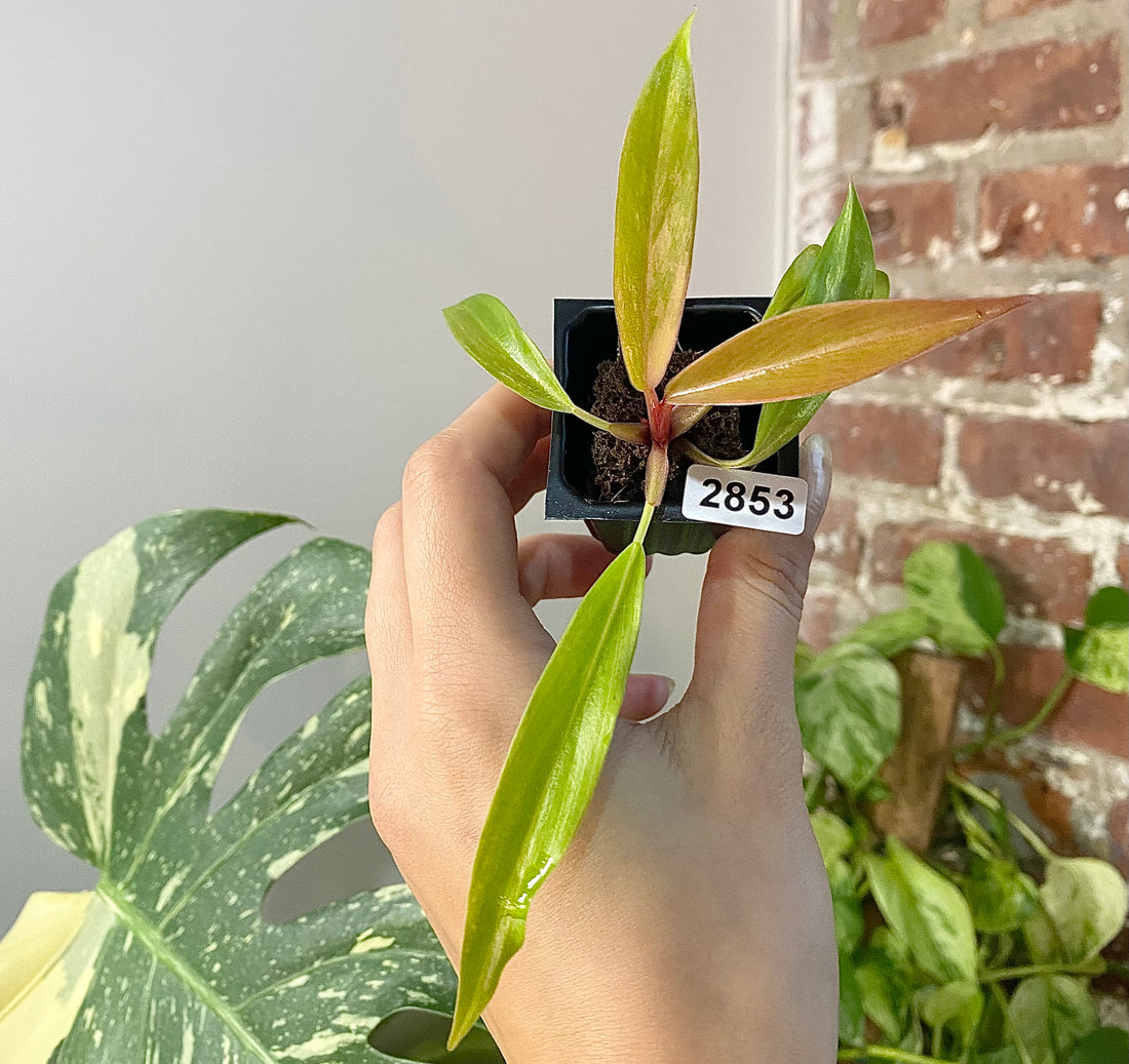 Philodendron Caramel Marble 2853