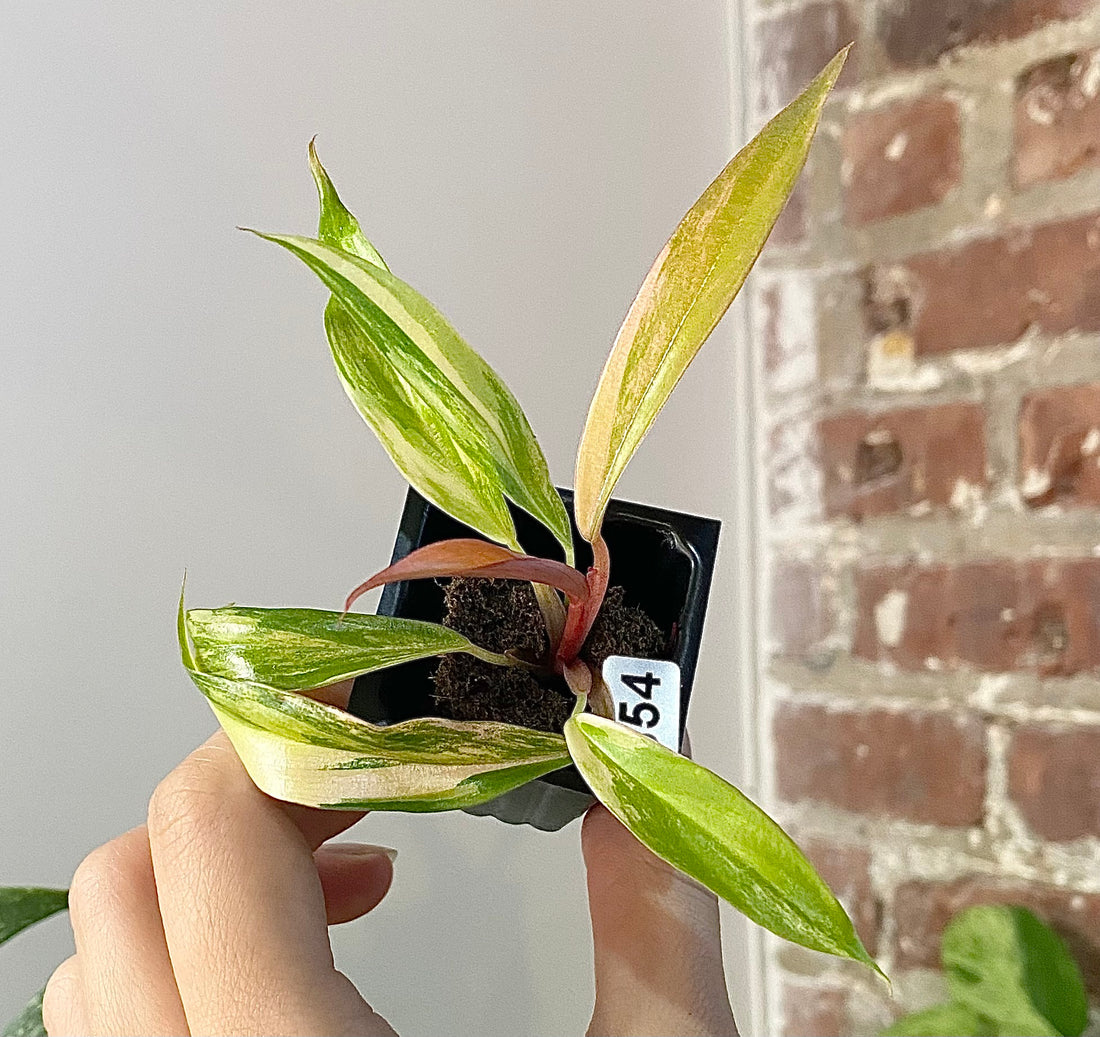 Philodendron Caramel Marble 2854