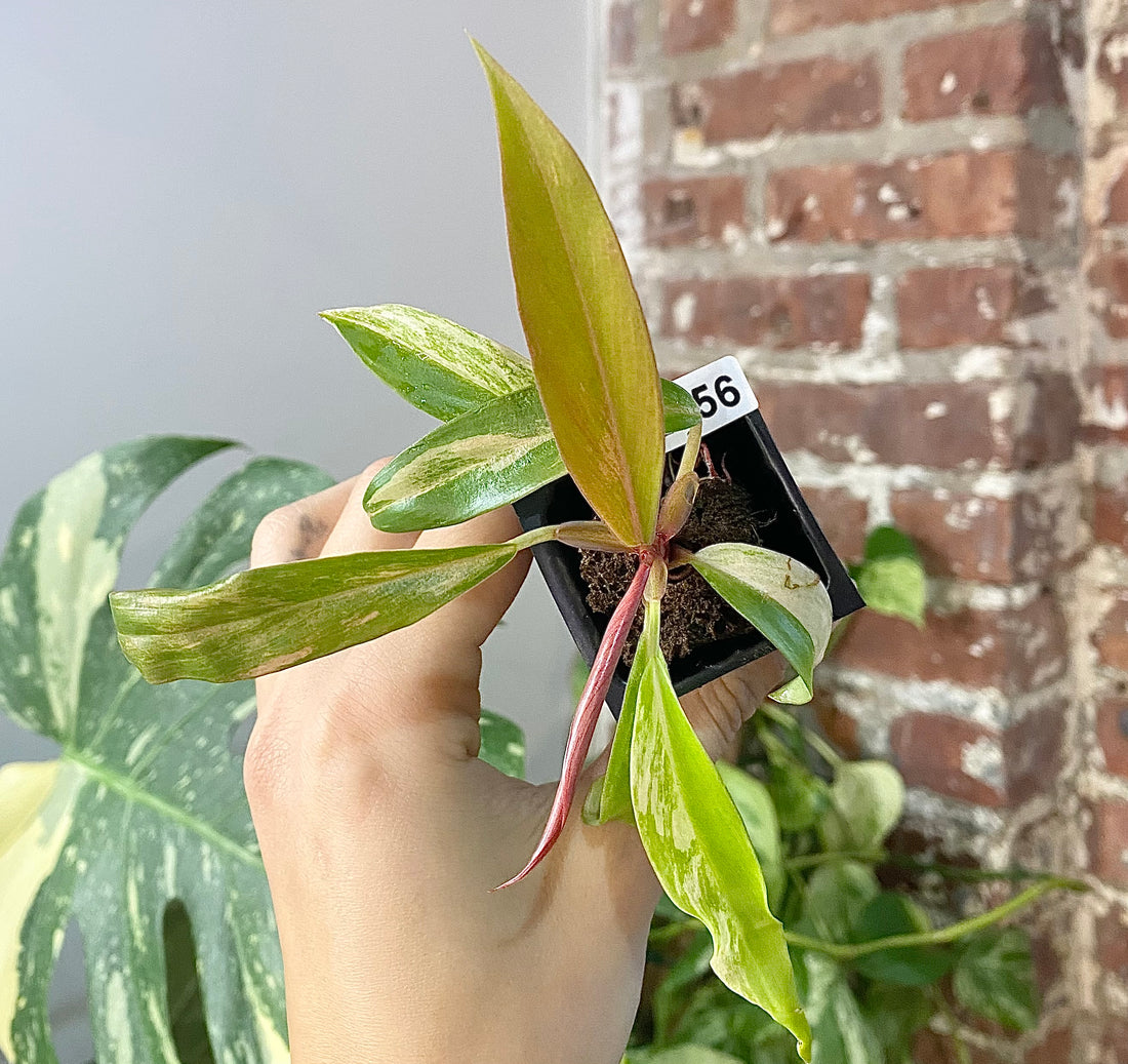 Philodendron Caramel Marble 2856