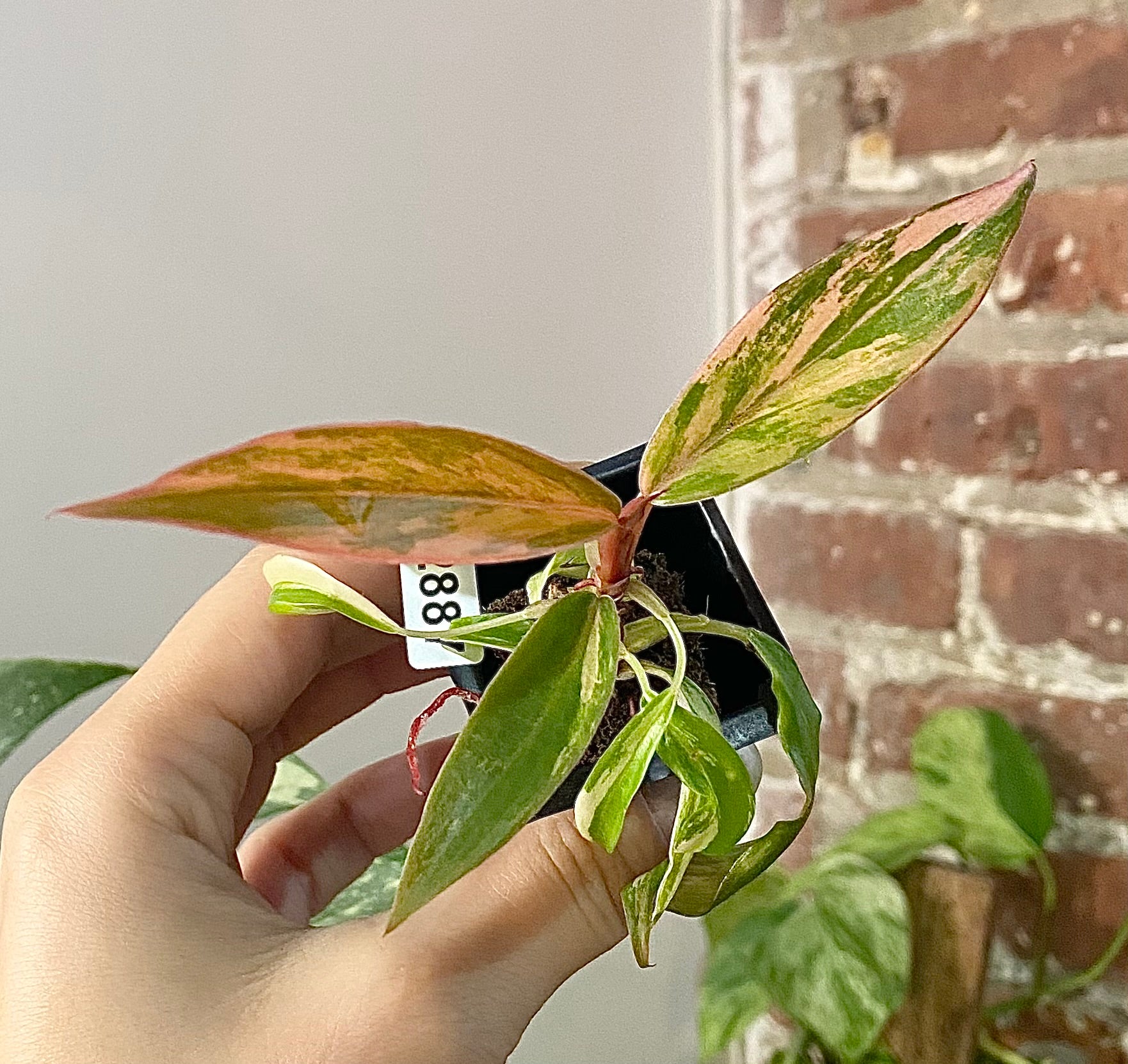 Philodendron Caramel Marble 2887