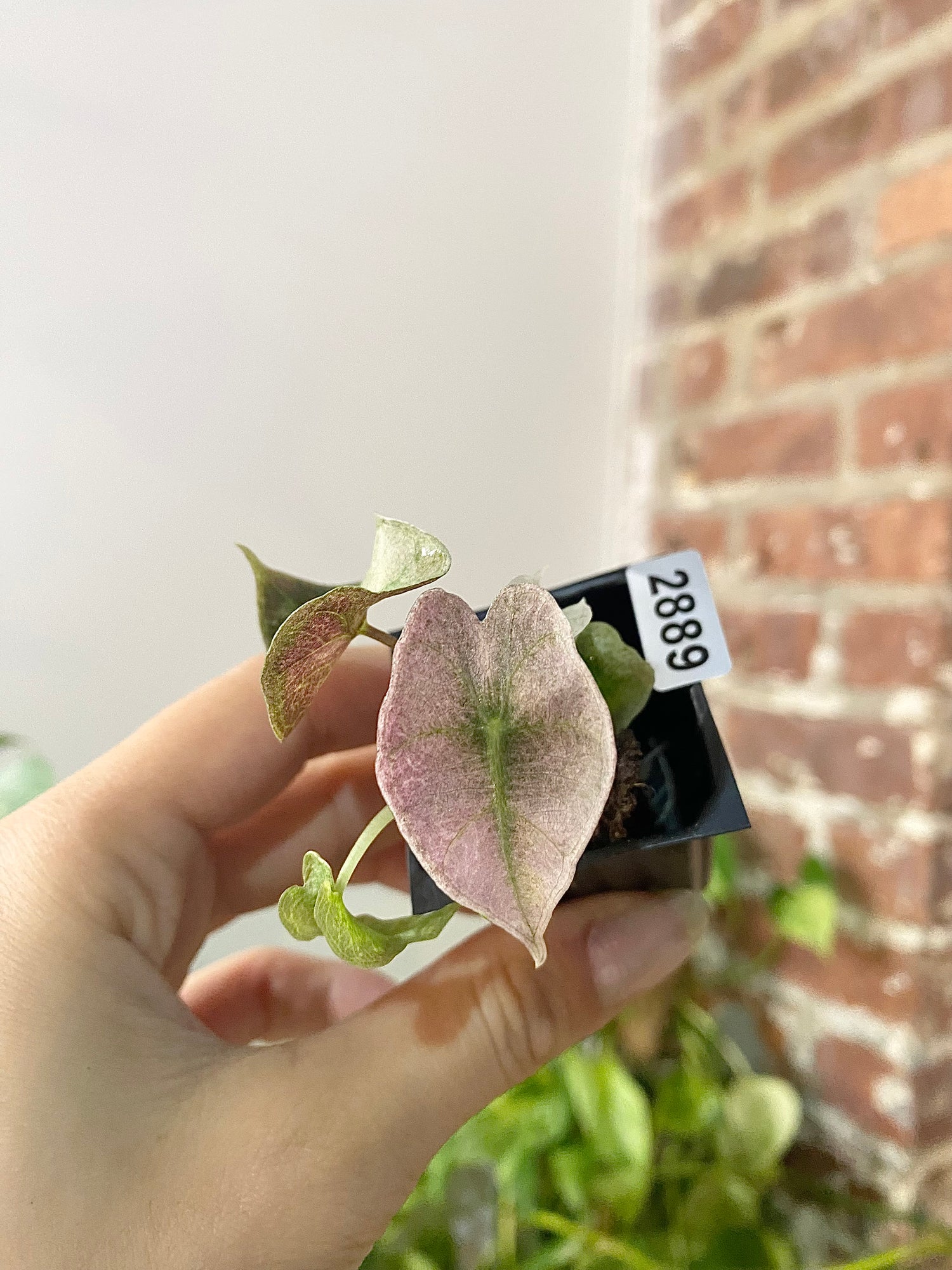 Alocasia Polly Pink Mint 2889