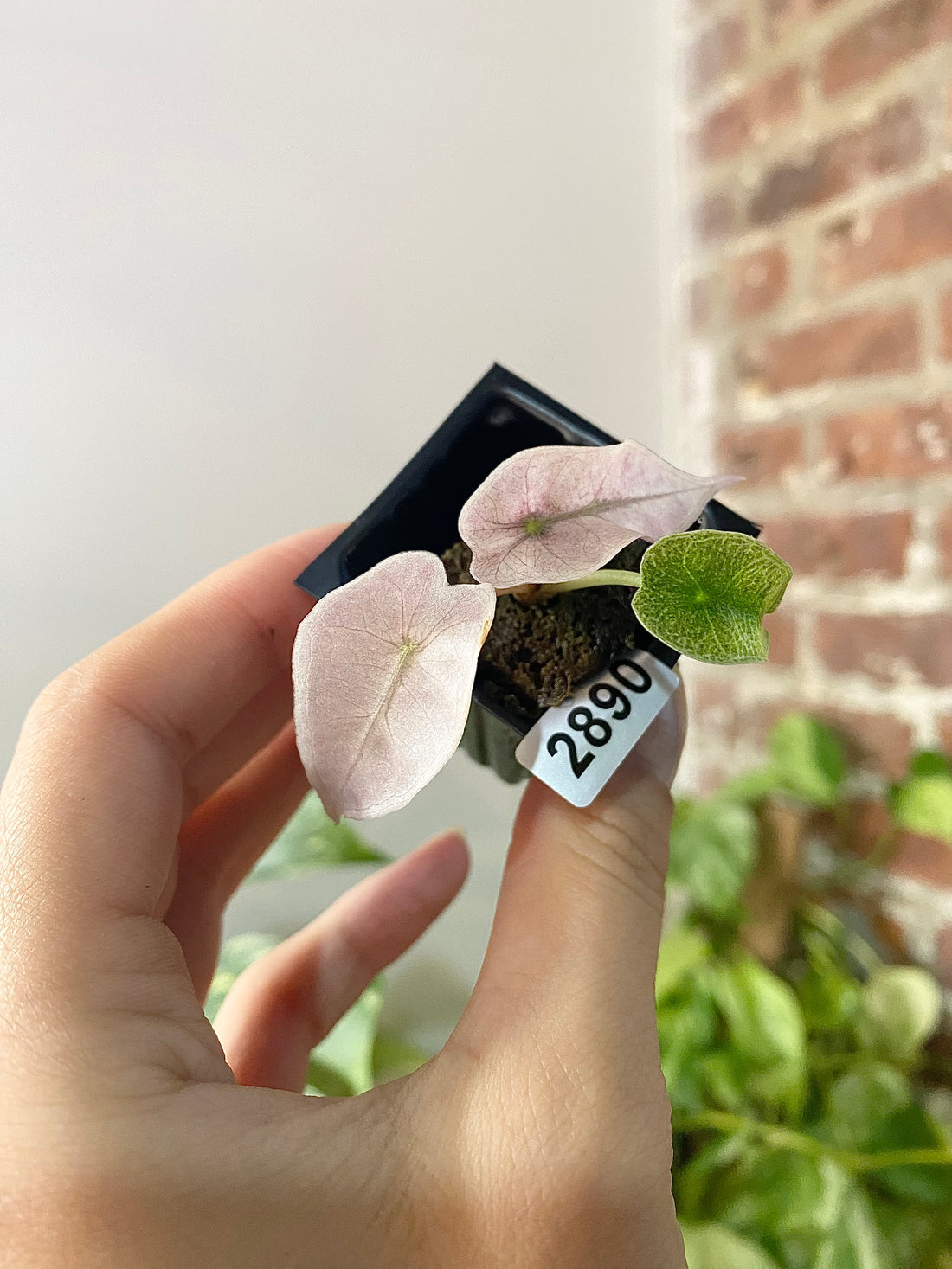 Alocasia Polly Pink Mint 2890