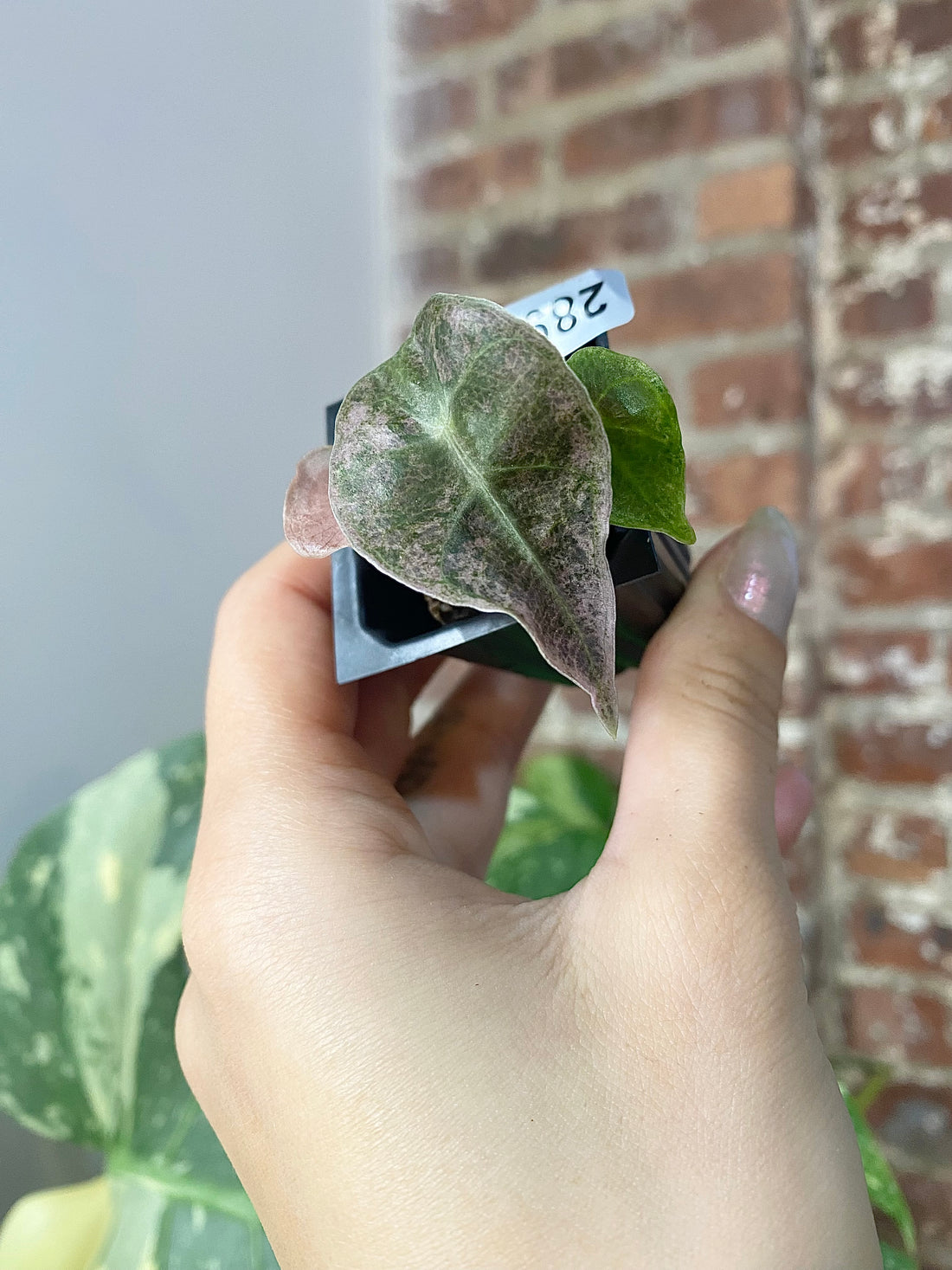 Alocasia Polly Pink Mint 2891