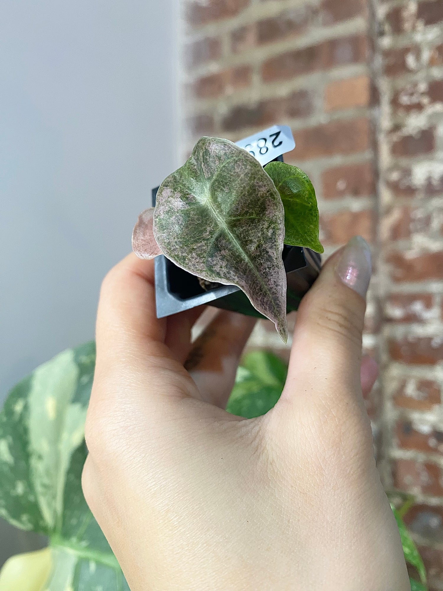 Alocasia Polly Pink Mint 2891