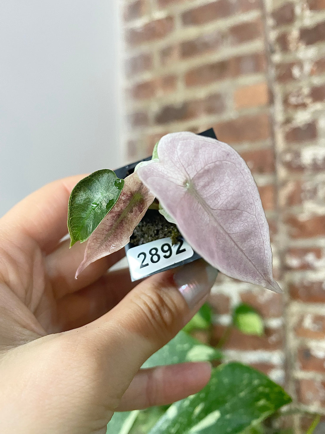 Alocasia Polly Pink Mint 2892