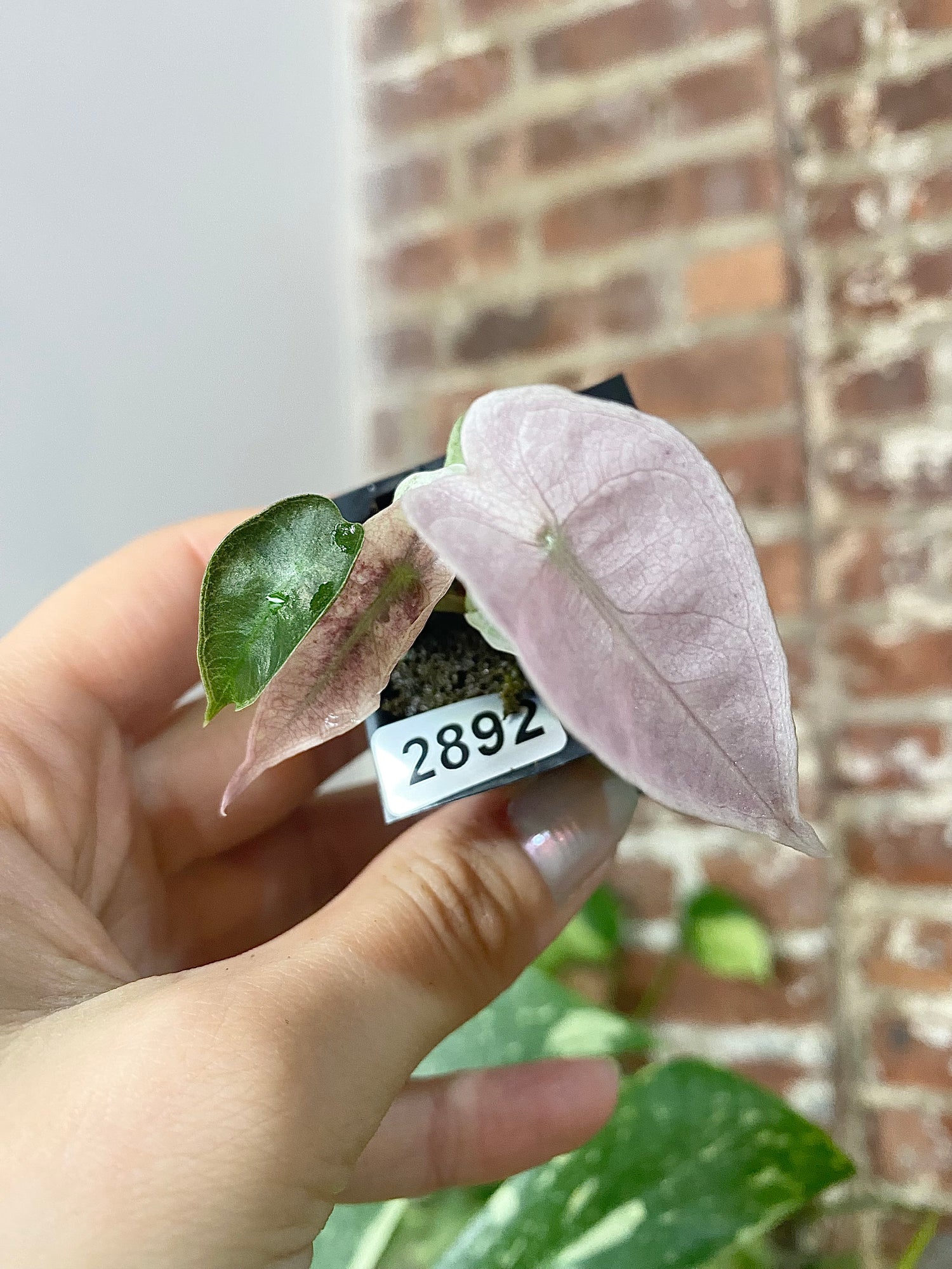 Alocasia Polly Pink Mint 2892