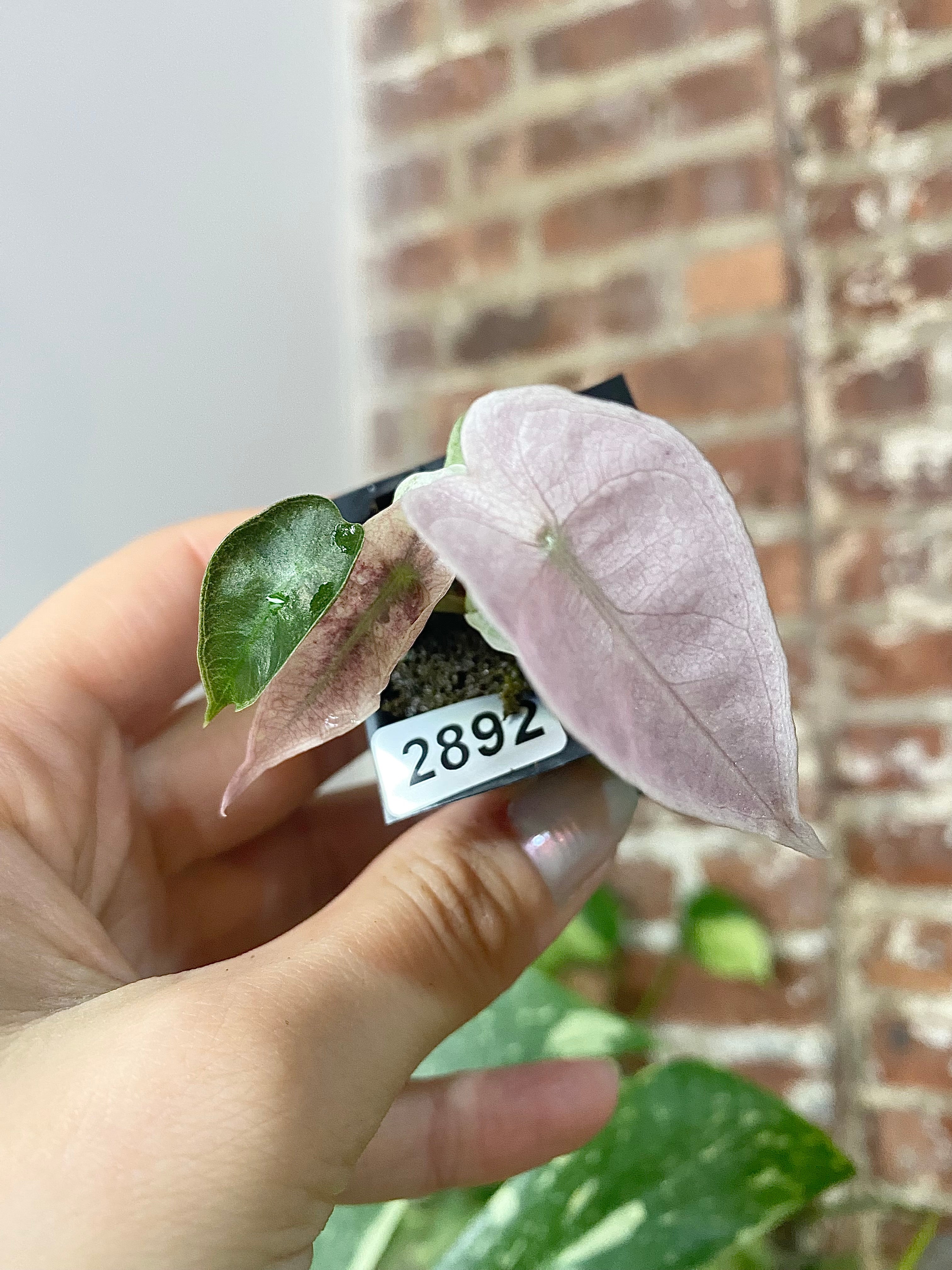 Alocasia Polly Pink Mint 2892