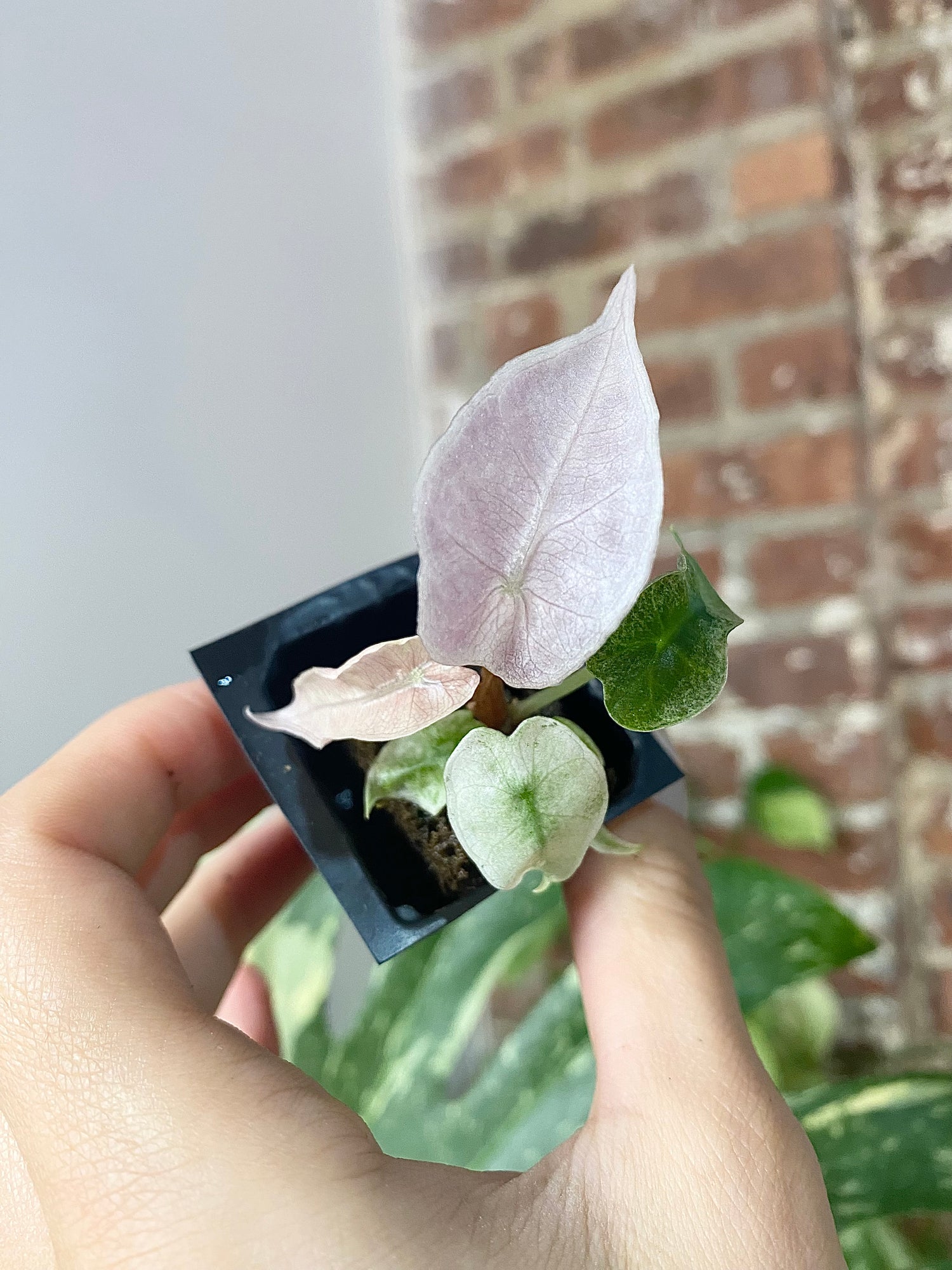 Alocasia Polly Pink Mint 2893