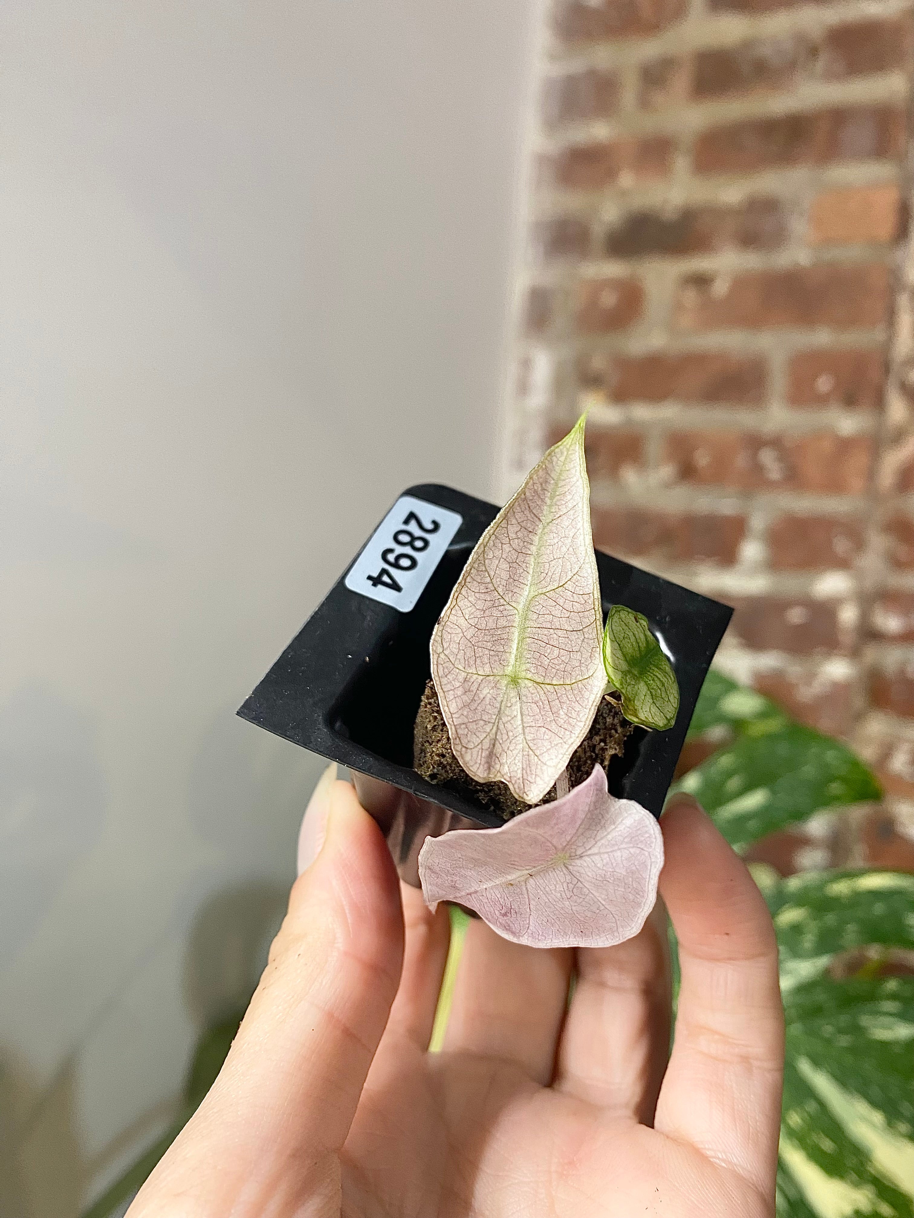 Alocasia Polly Pink Mint 2894