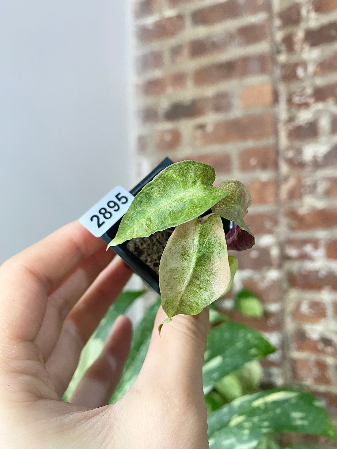 Alocasia Polly Ghost 2895