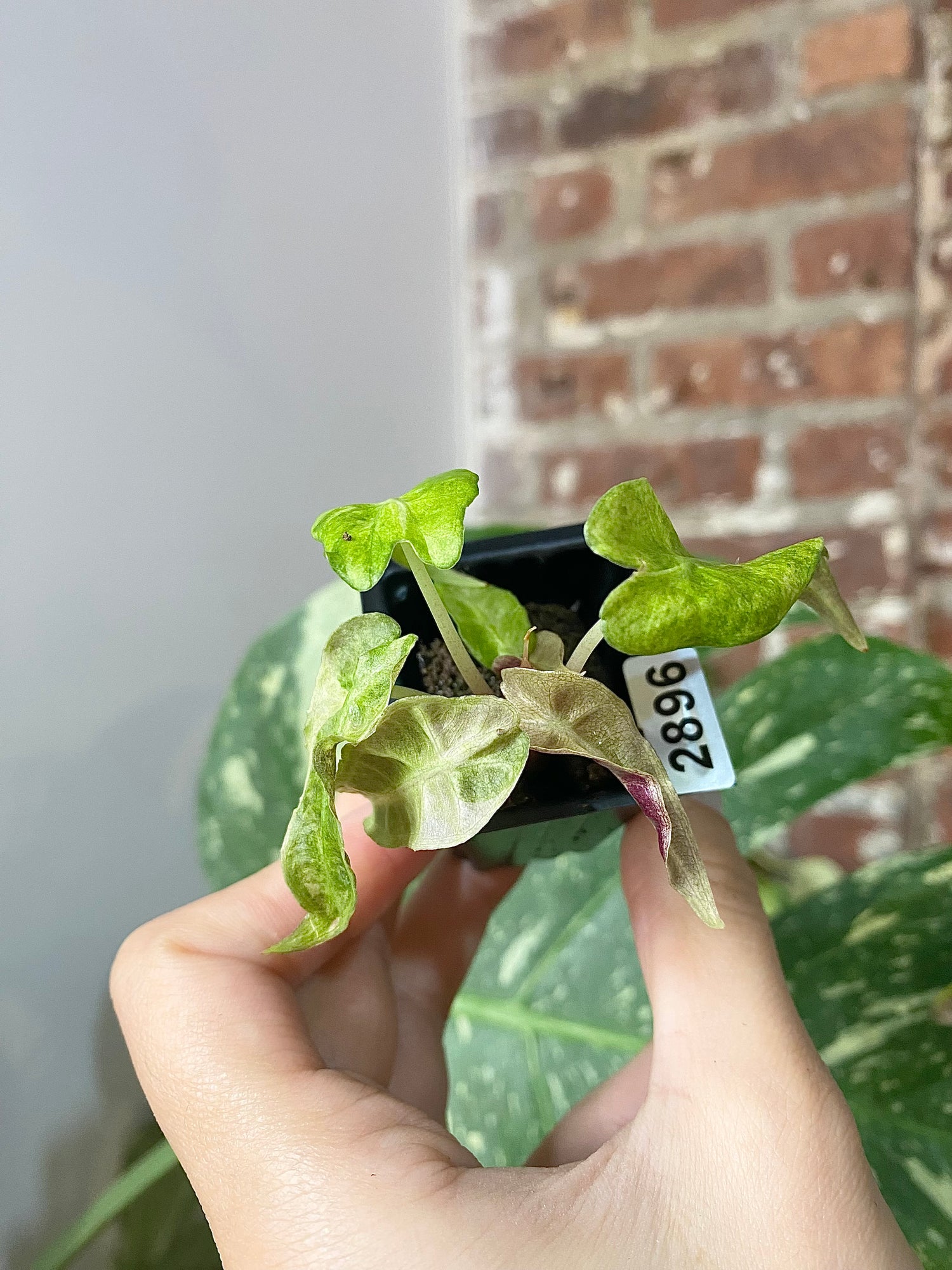 Alocasia Polly Ghost 2896