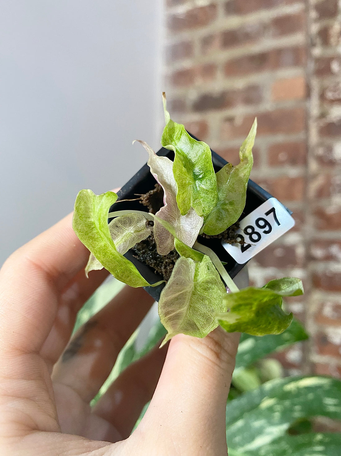 Alocasia Polly Ghost 2897