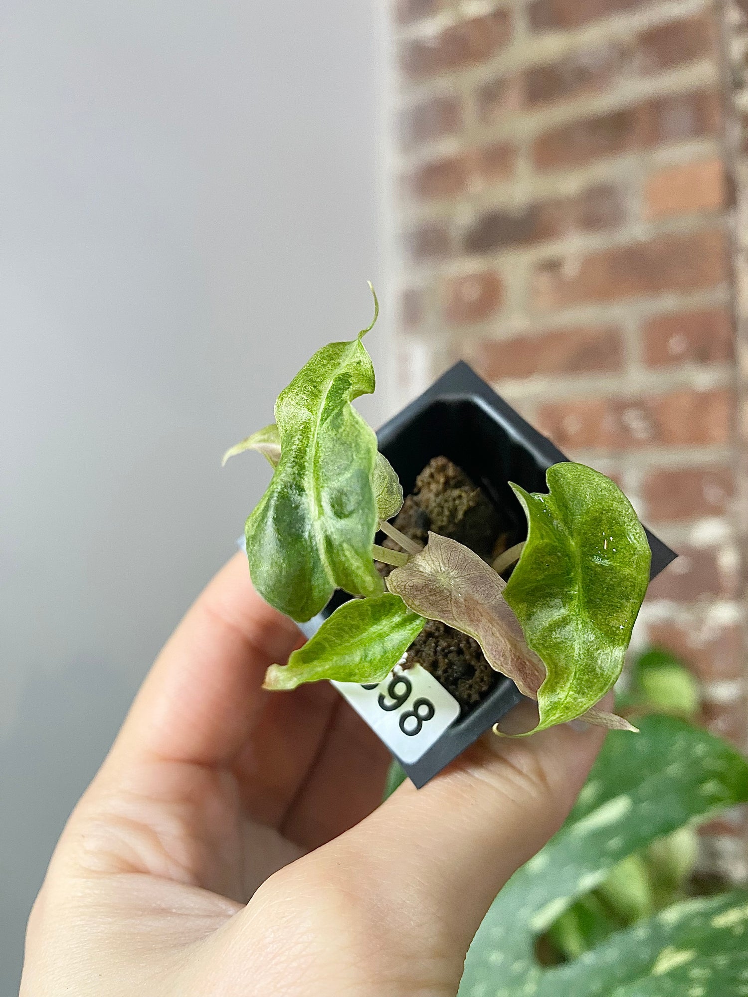 Alocasia Polly Ghost 2898