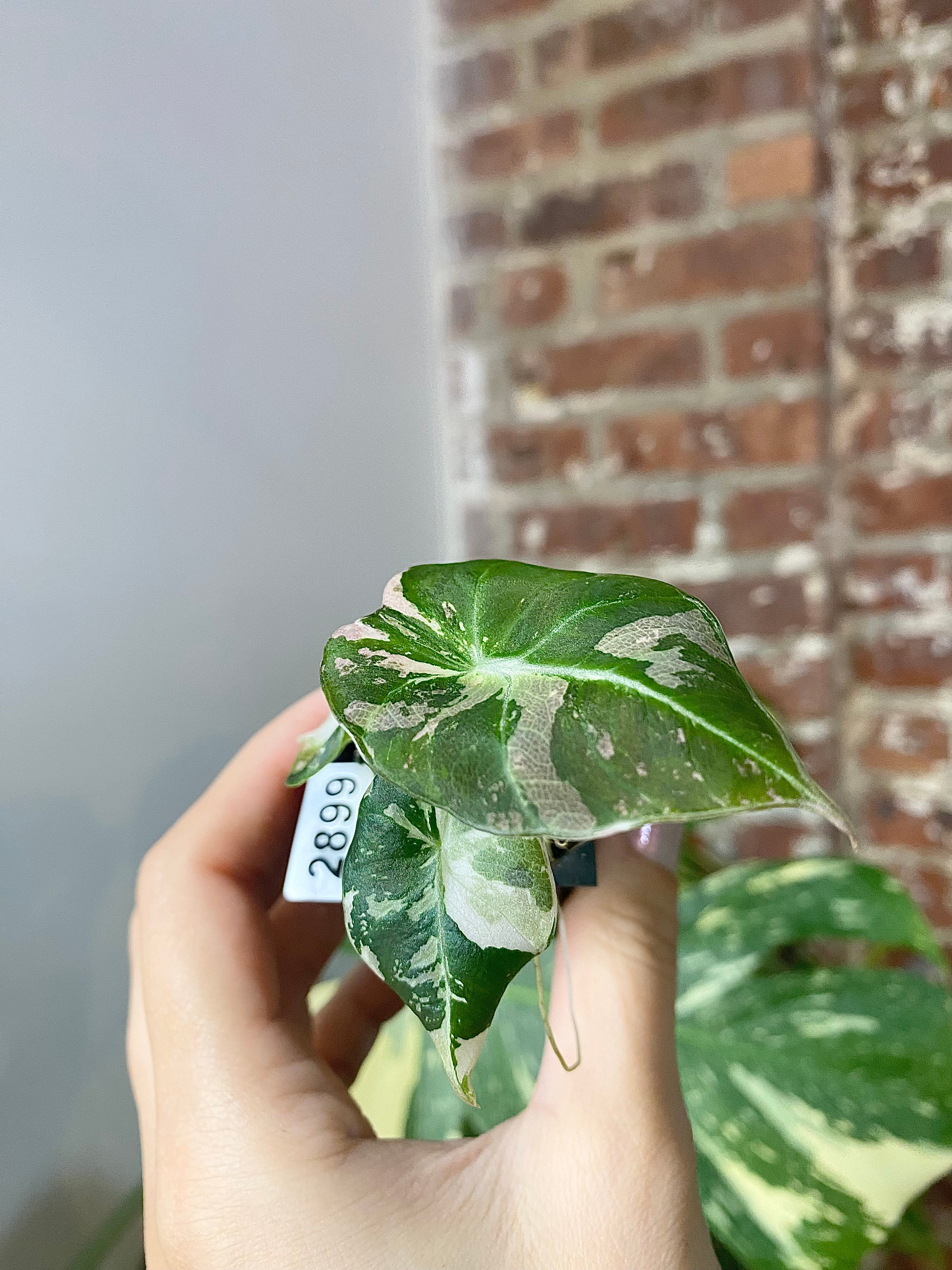 Alocasia Pink Black Velvet 2899