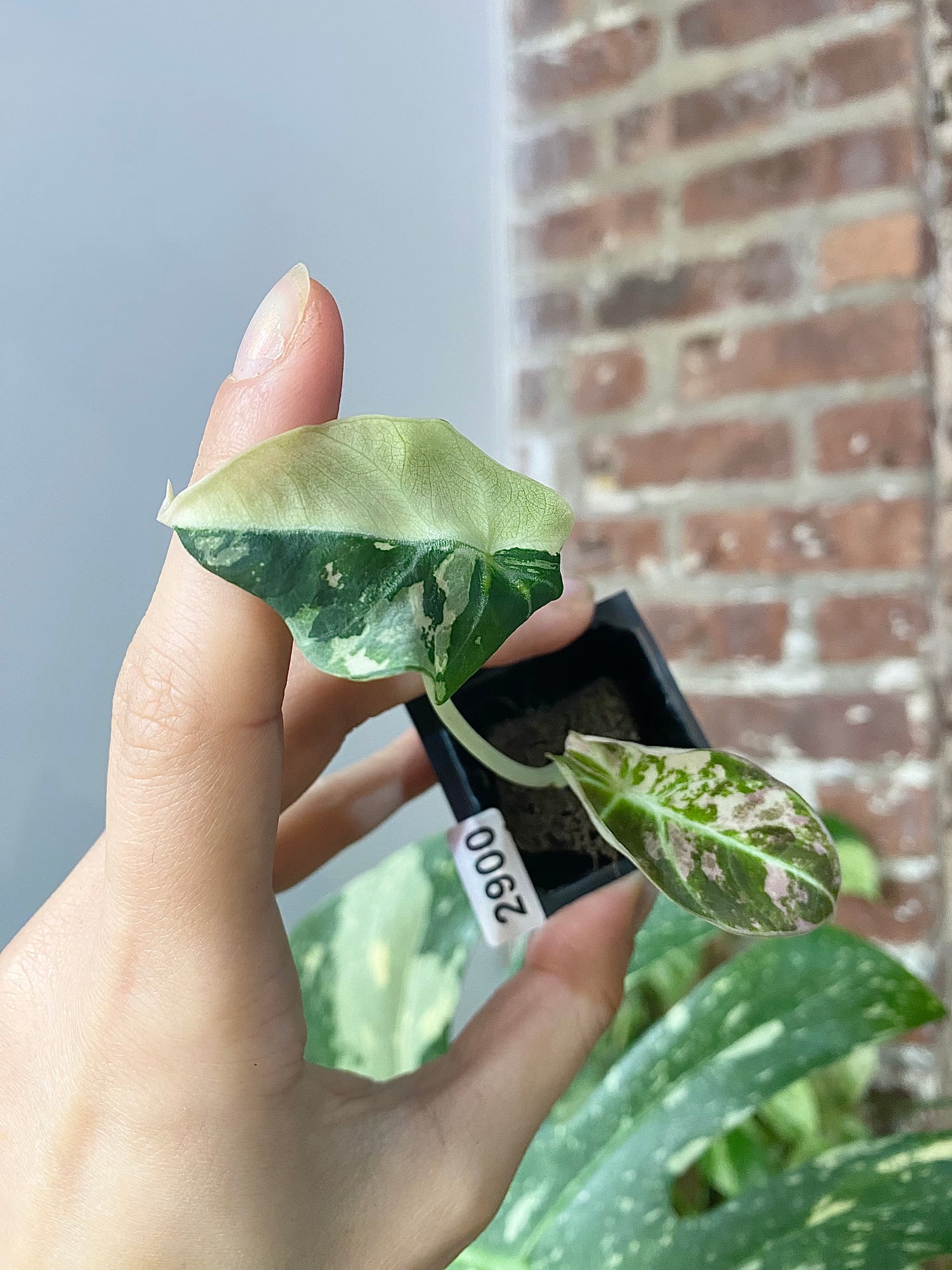 Alocasia Pink Black Velvet 2900