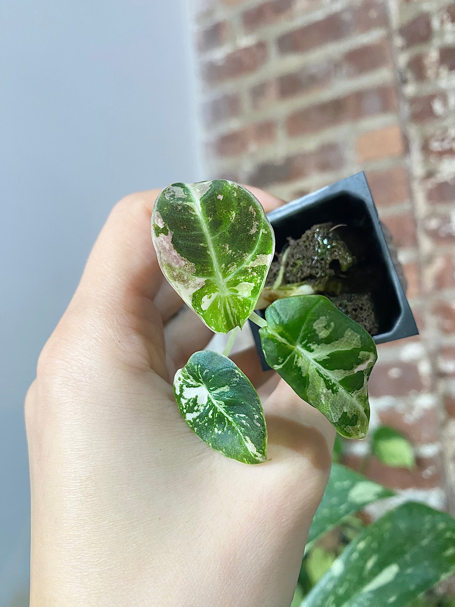 Alocasia Pink Black Velvet 2901