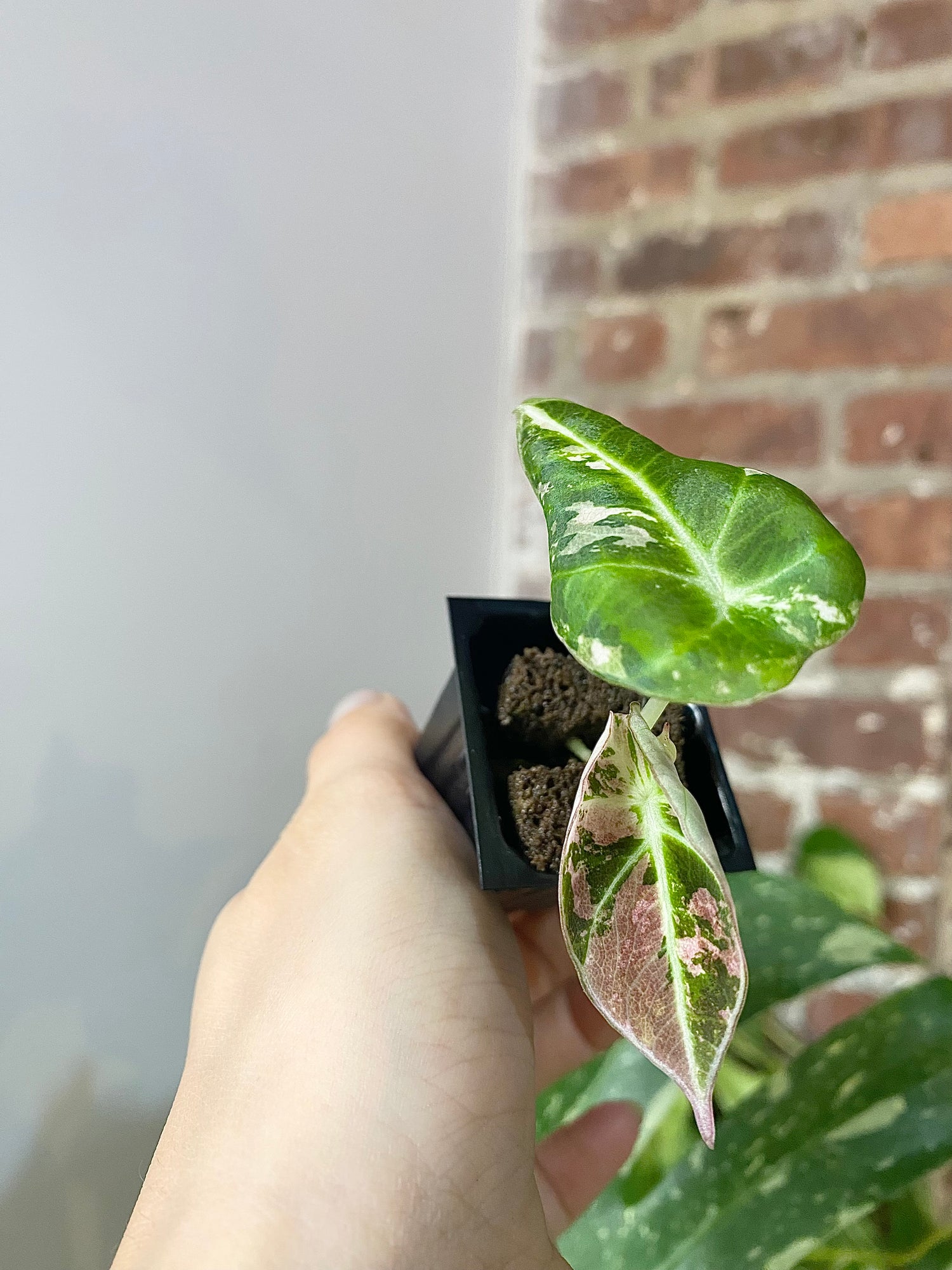 Alocasia Pink Black Velvet 2903