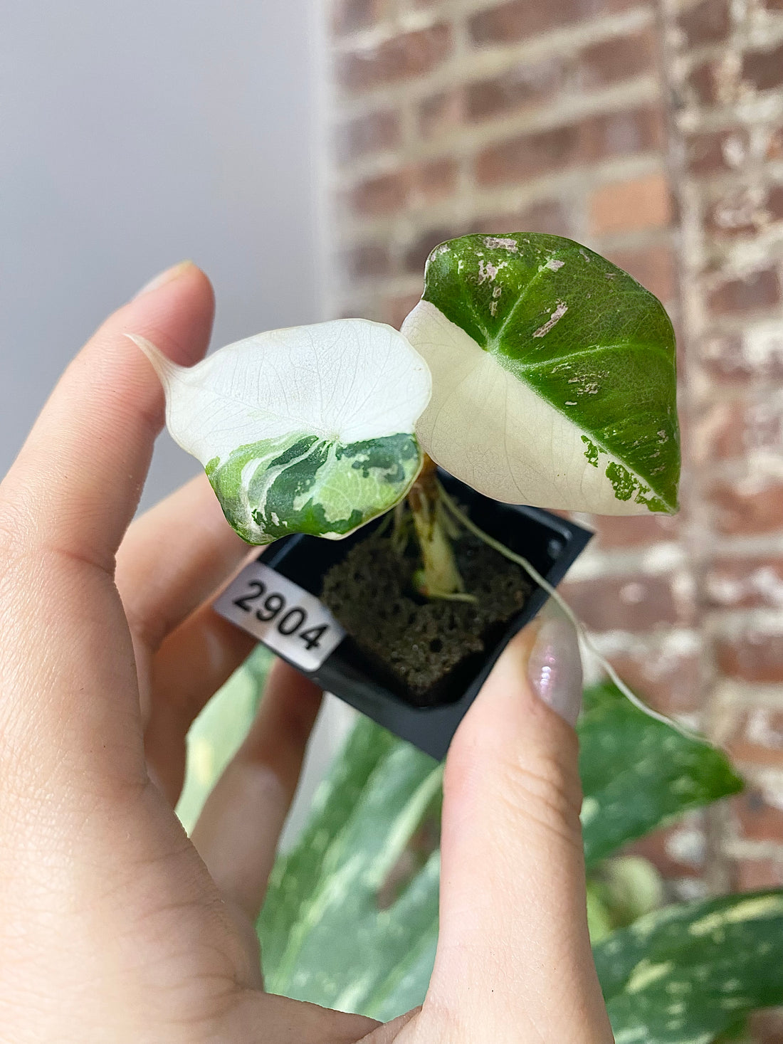 Alocasia Pink Black Velvet 2904