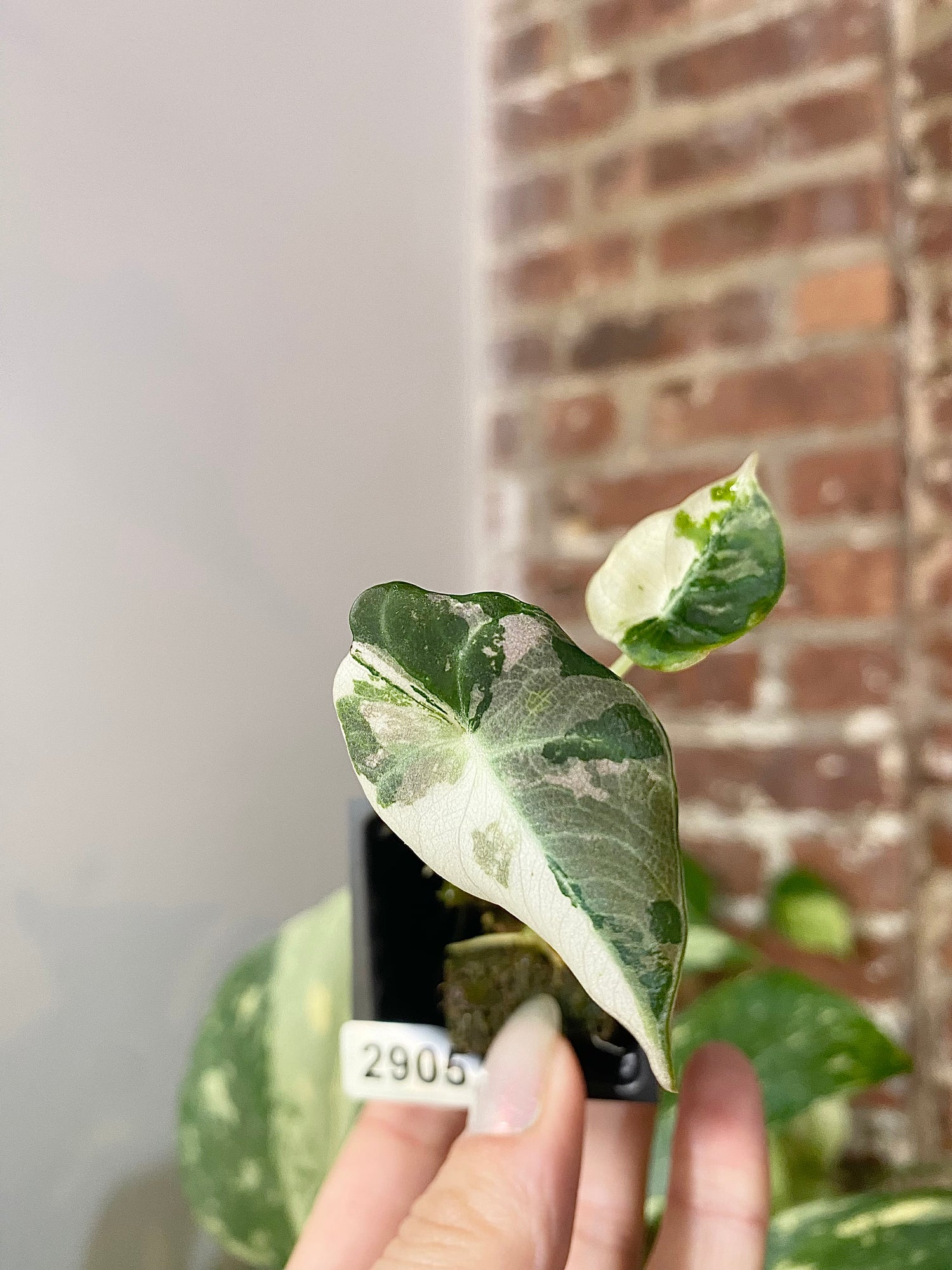 Alocasia Pink Black Velvet 2905