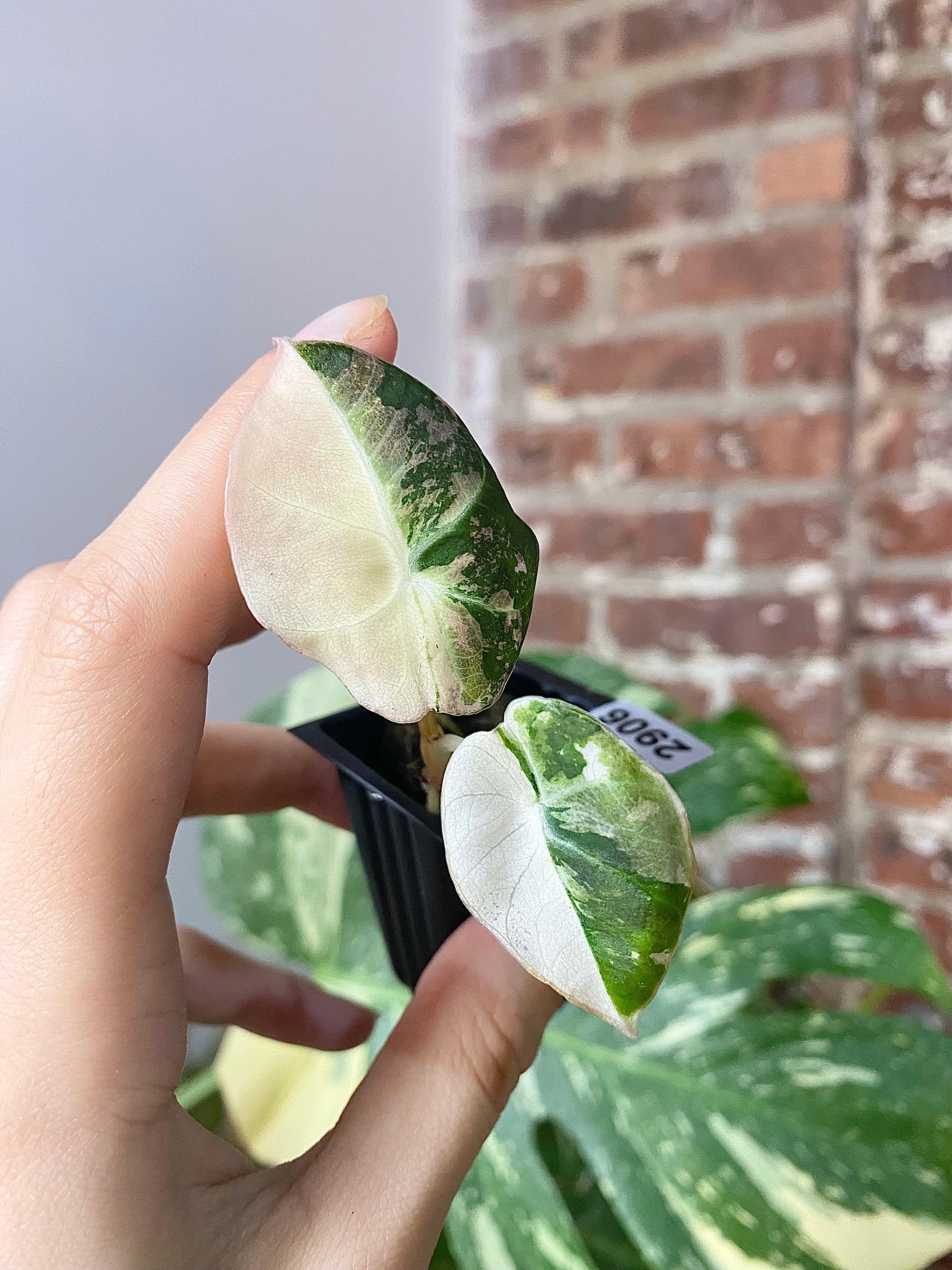 Alocasia Pink Black Velvet 2906