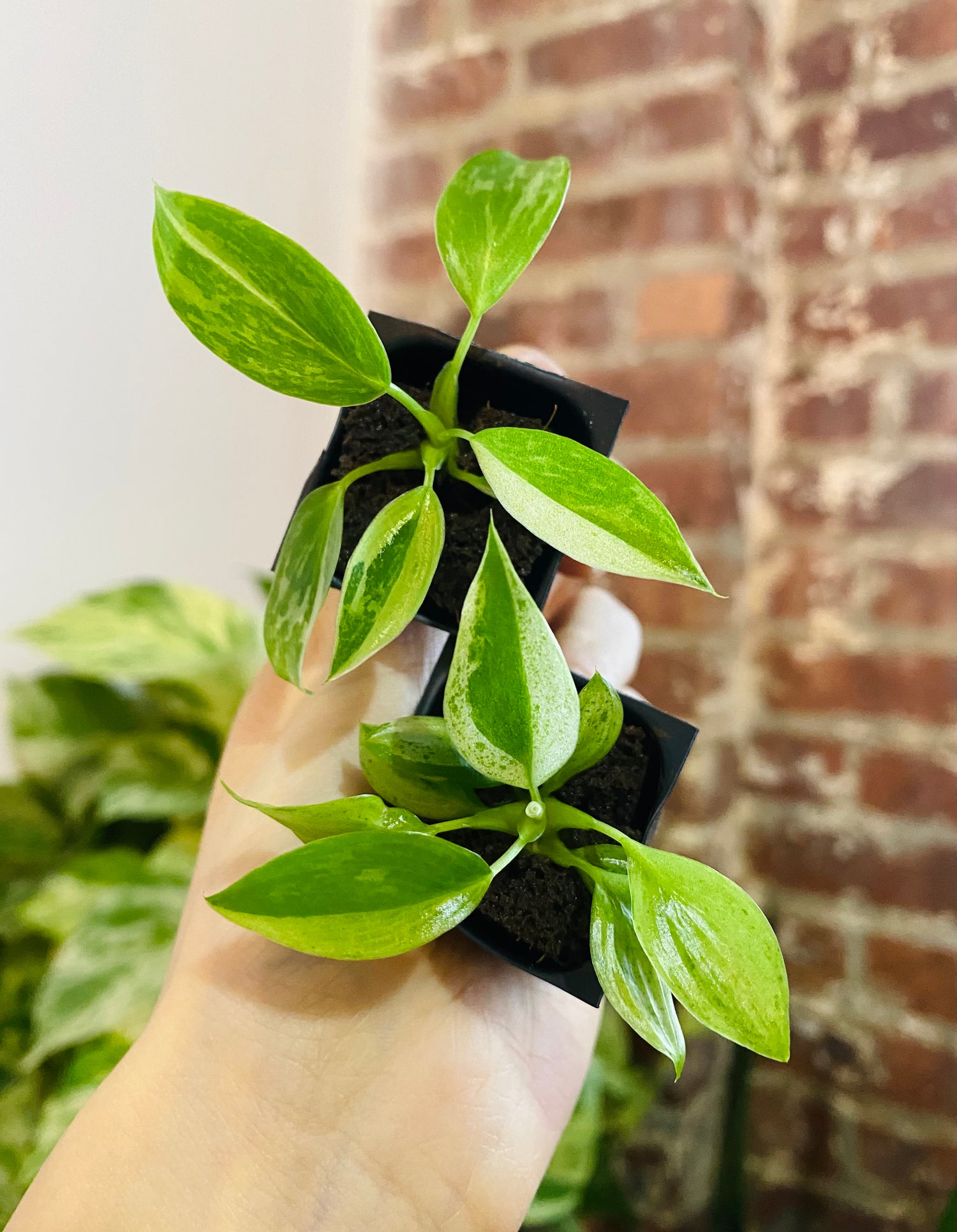 Philodendron Jose Buono Variegated Grower’s Choice