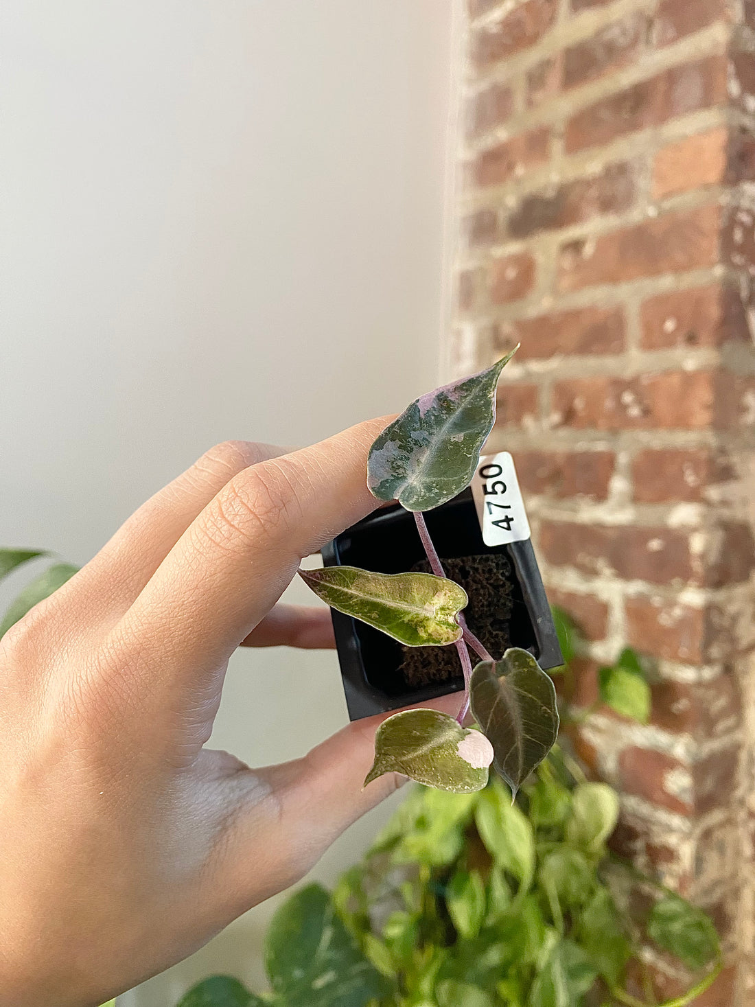 Alocasia Bambino Aurea 4750