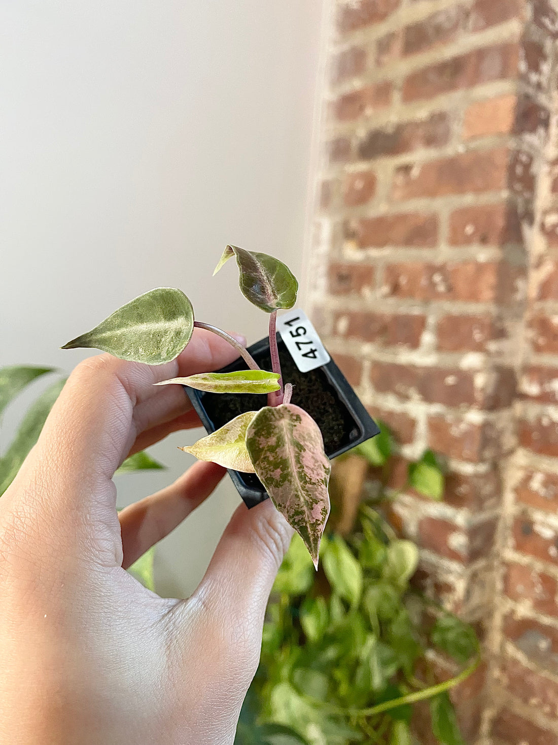 Alocasia Bambino Aurea 4751