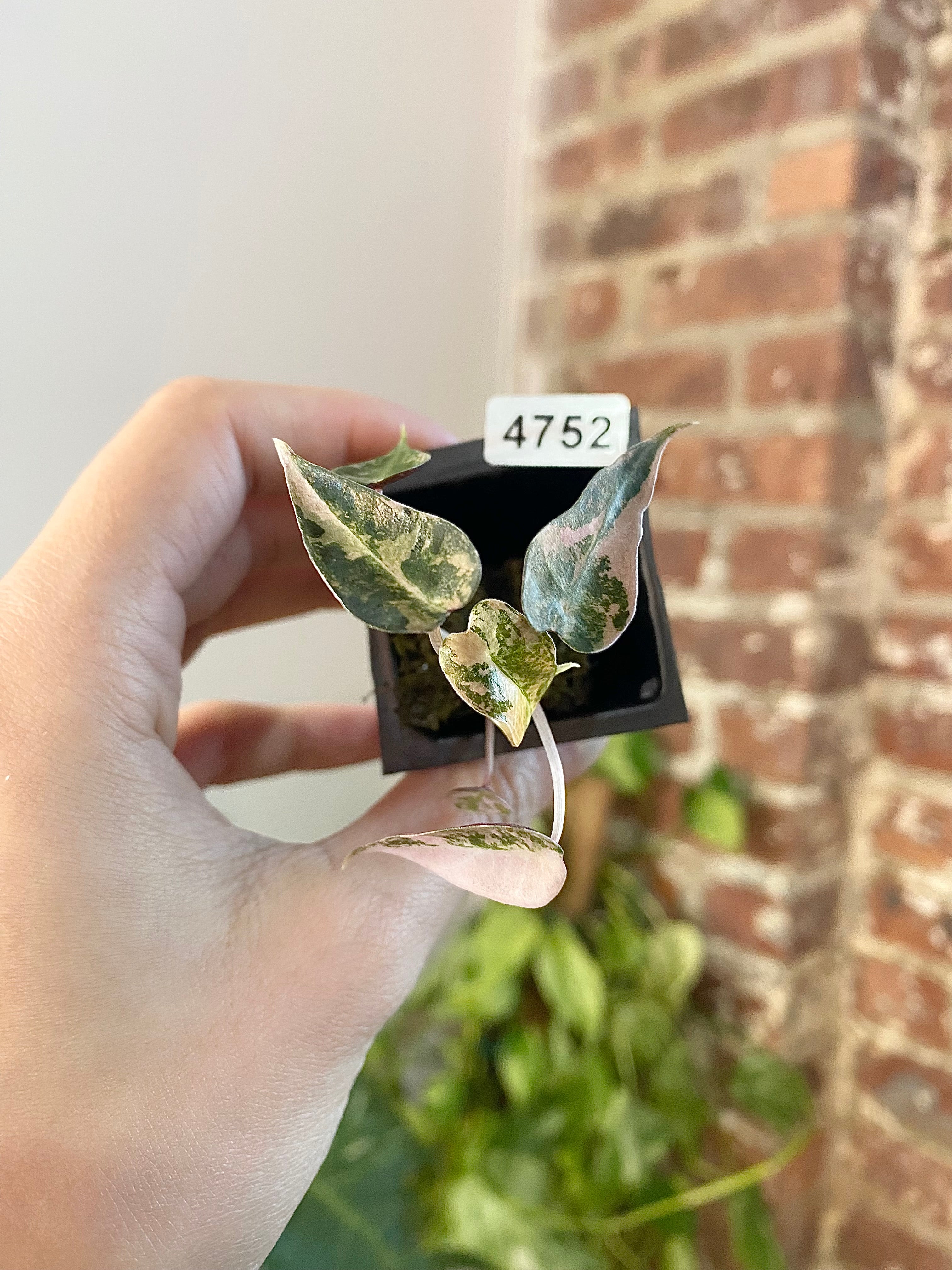 Alocasia Bambino Aurea 4752