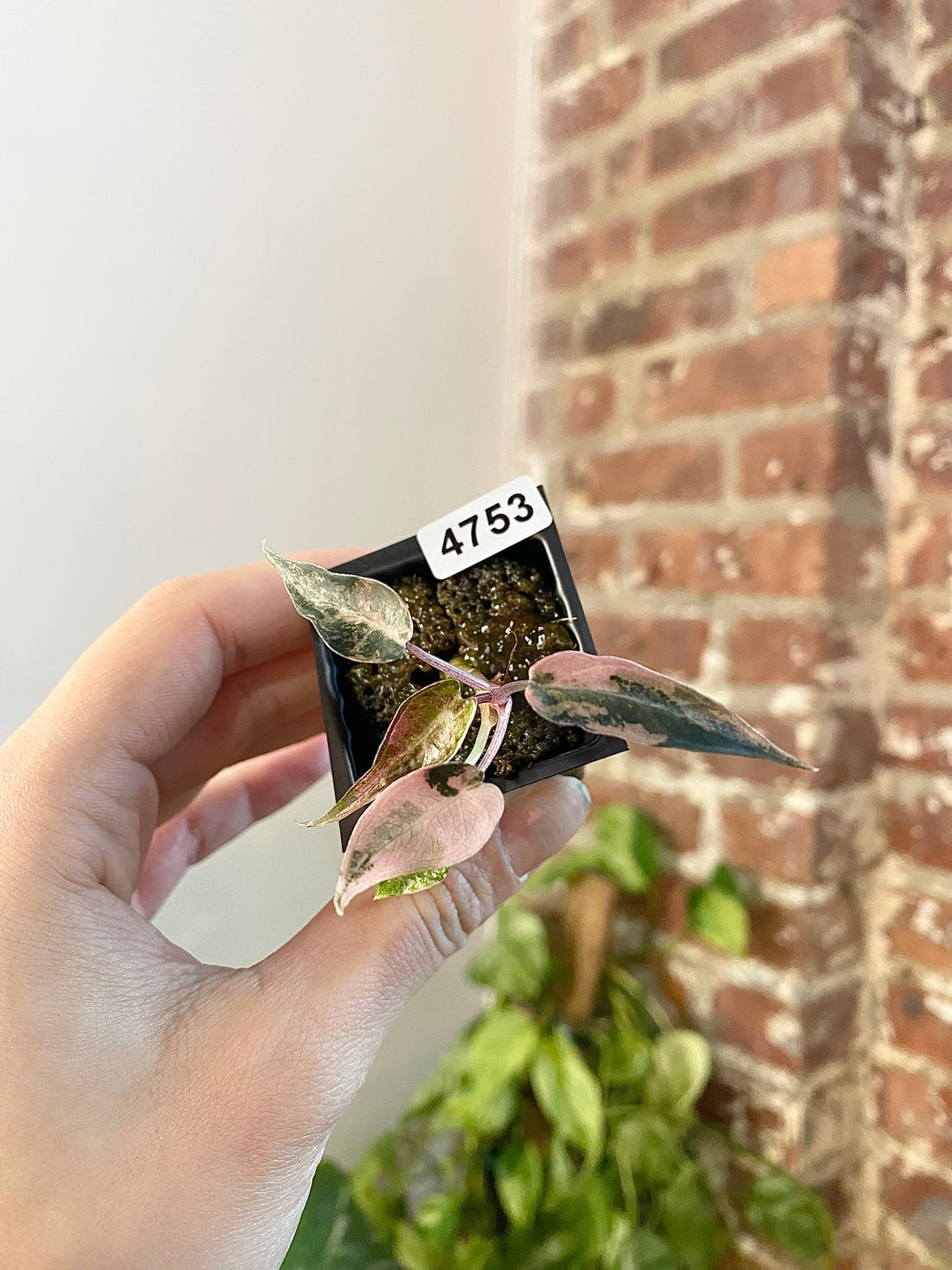 Alocasia Bambino Aurea 4753