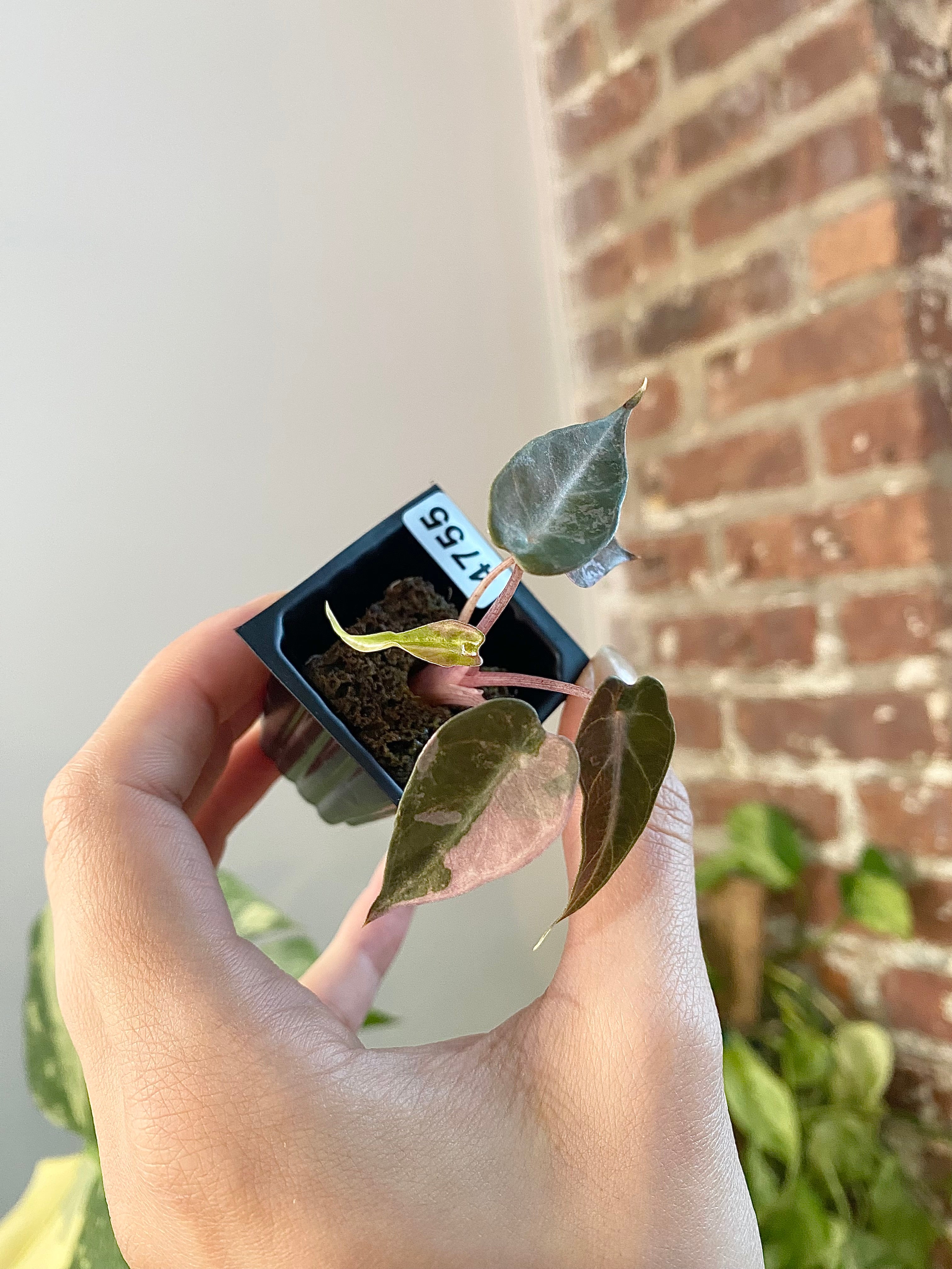 Alocasia Bambino Aurea 4755