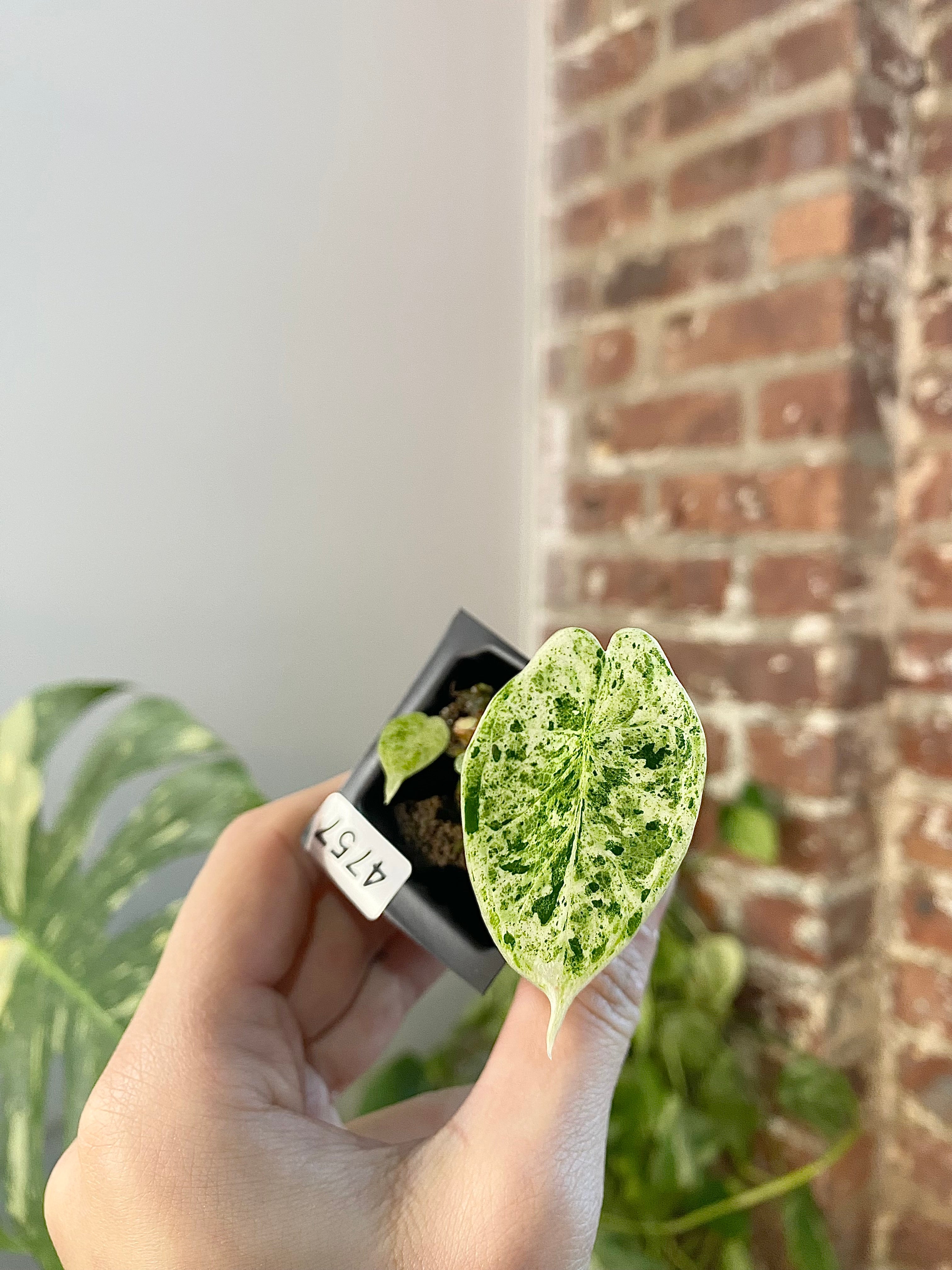 Alocasia Dragonscale Mint 4757