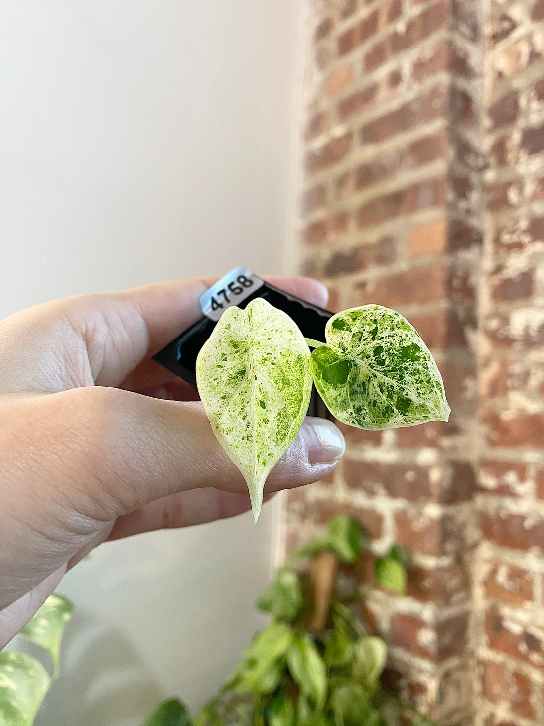Alocasia Dragonscale Mint 4758
