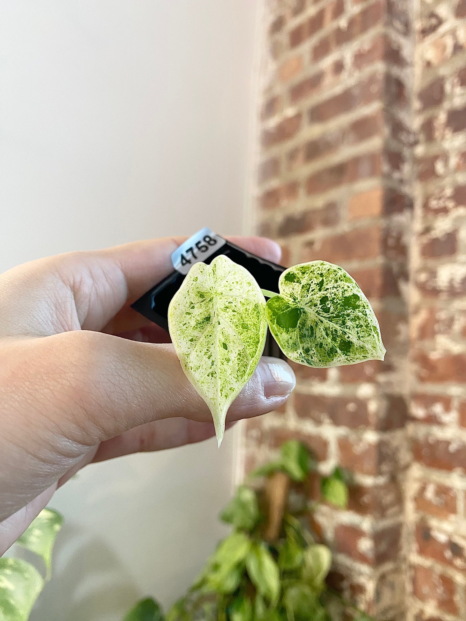 Alocasia Dragonscale Mint 4758