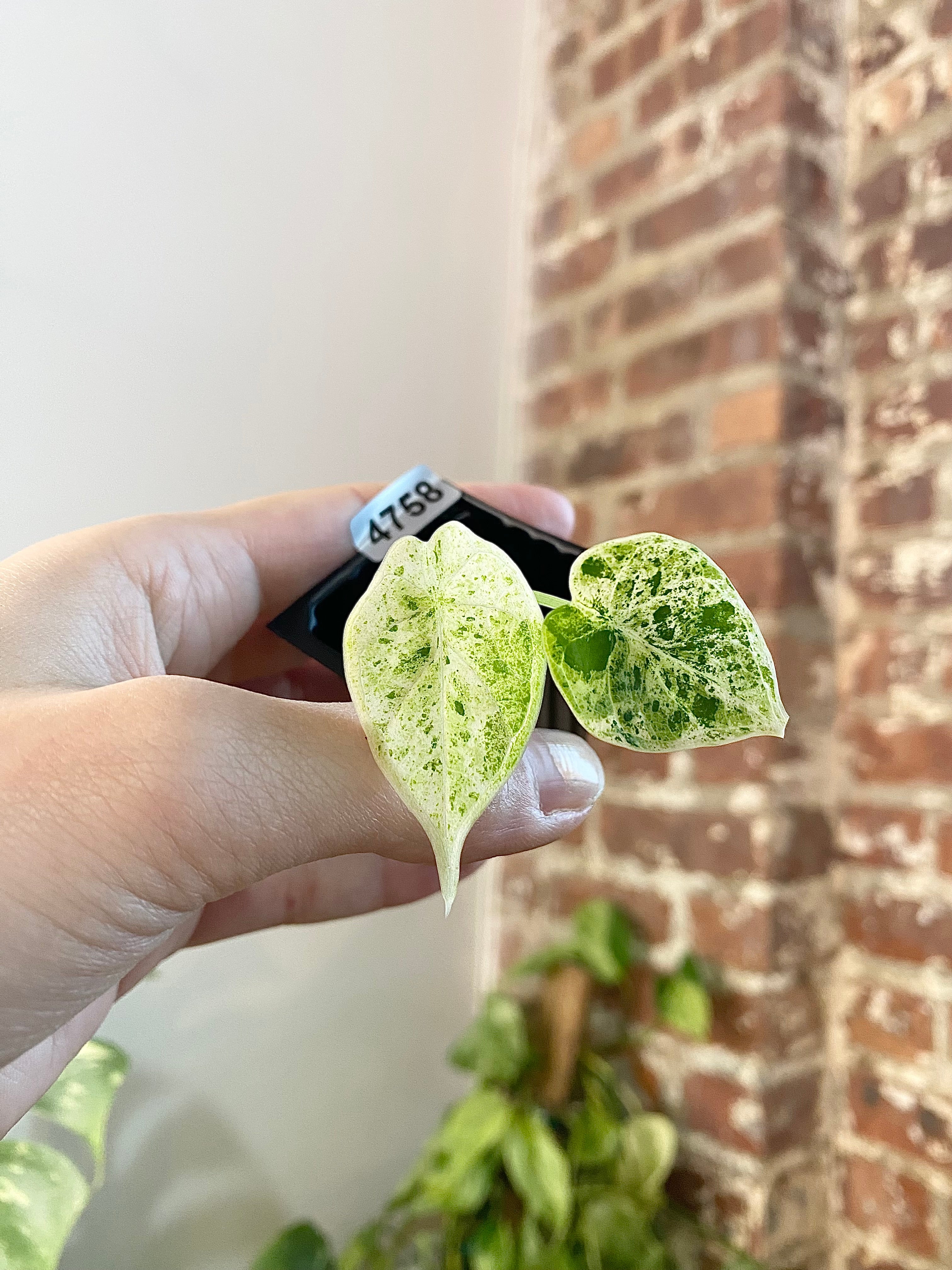 Alocasia Dragonscale Mint 4758