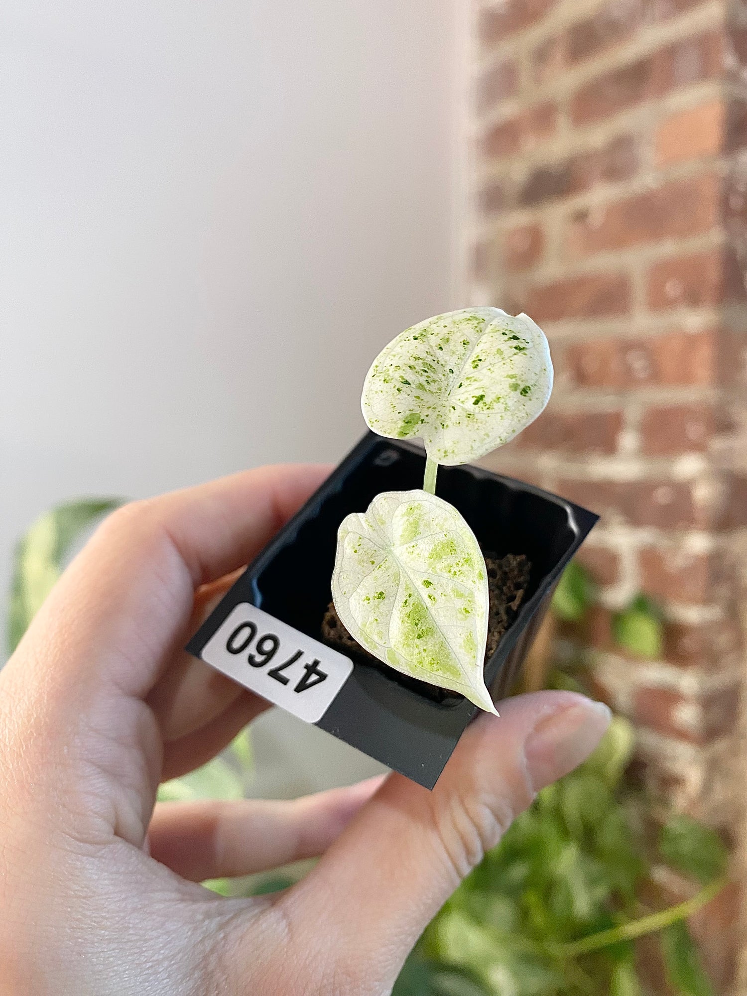 Alocasia Dragonscale Mint 4760