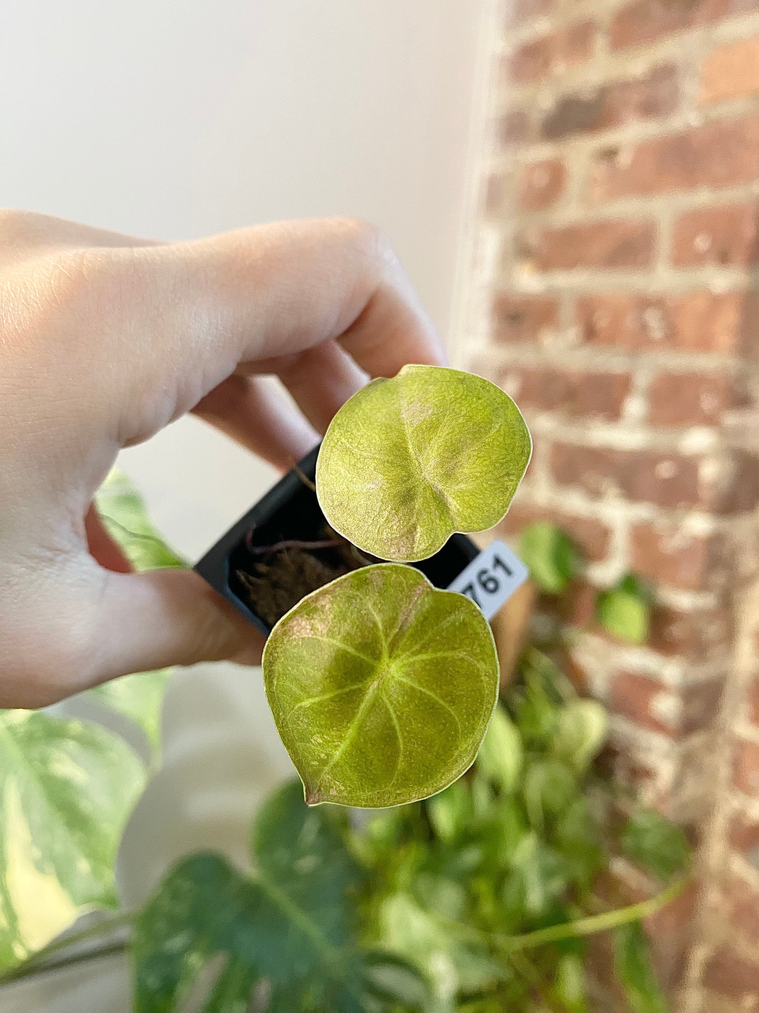 Alocasia Wentii Aurea 4761