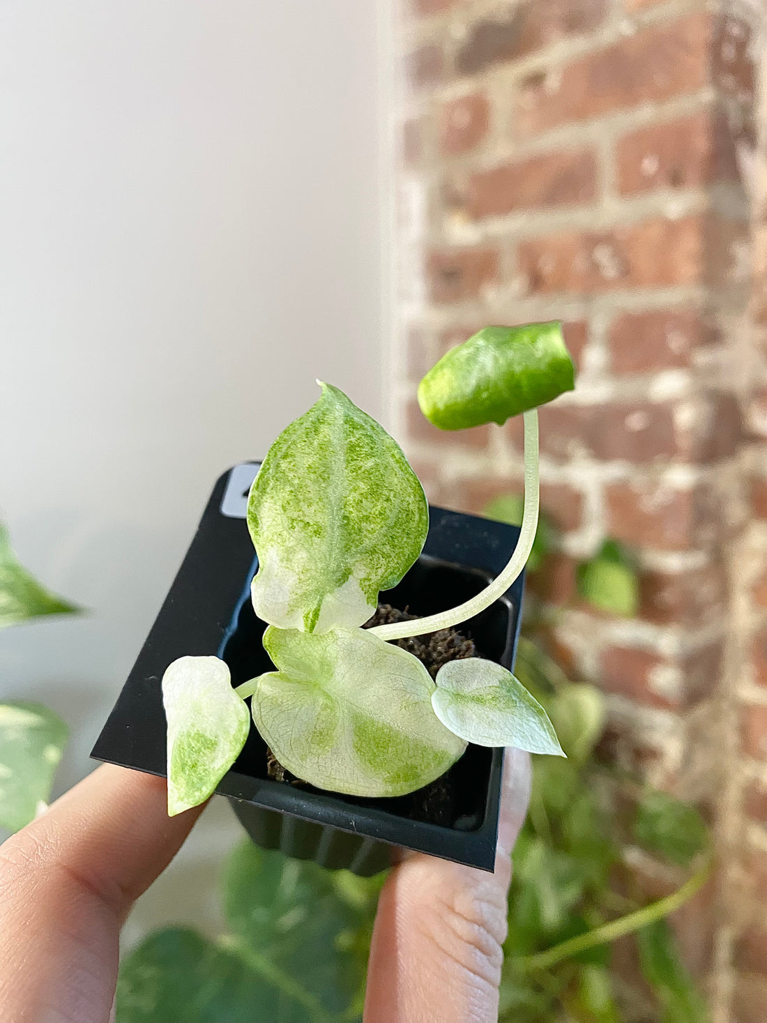 Alocasia Ninja Tricolor 4770