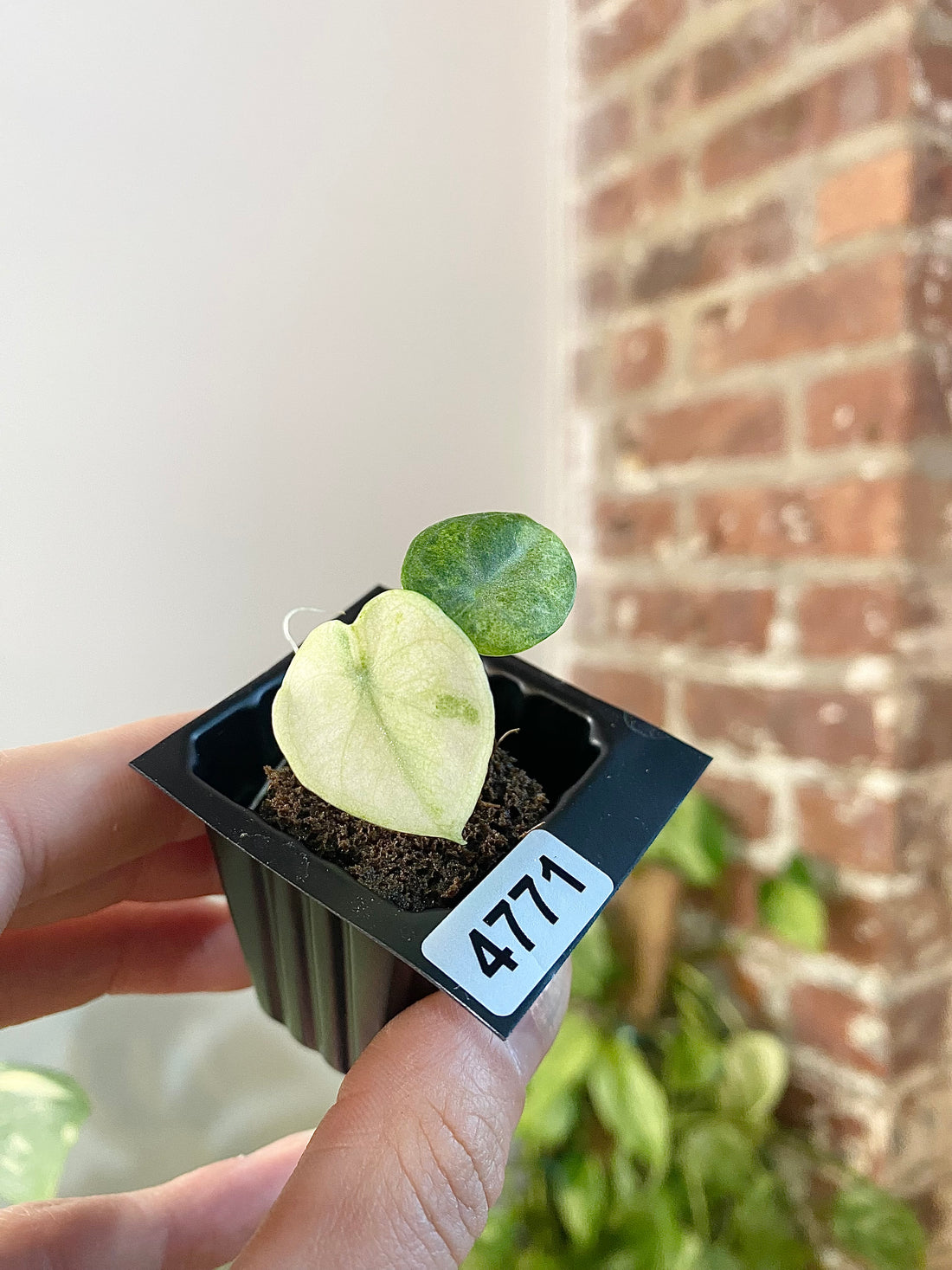 Alocasia Ninja Tricolor 4771