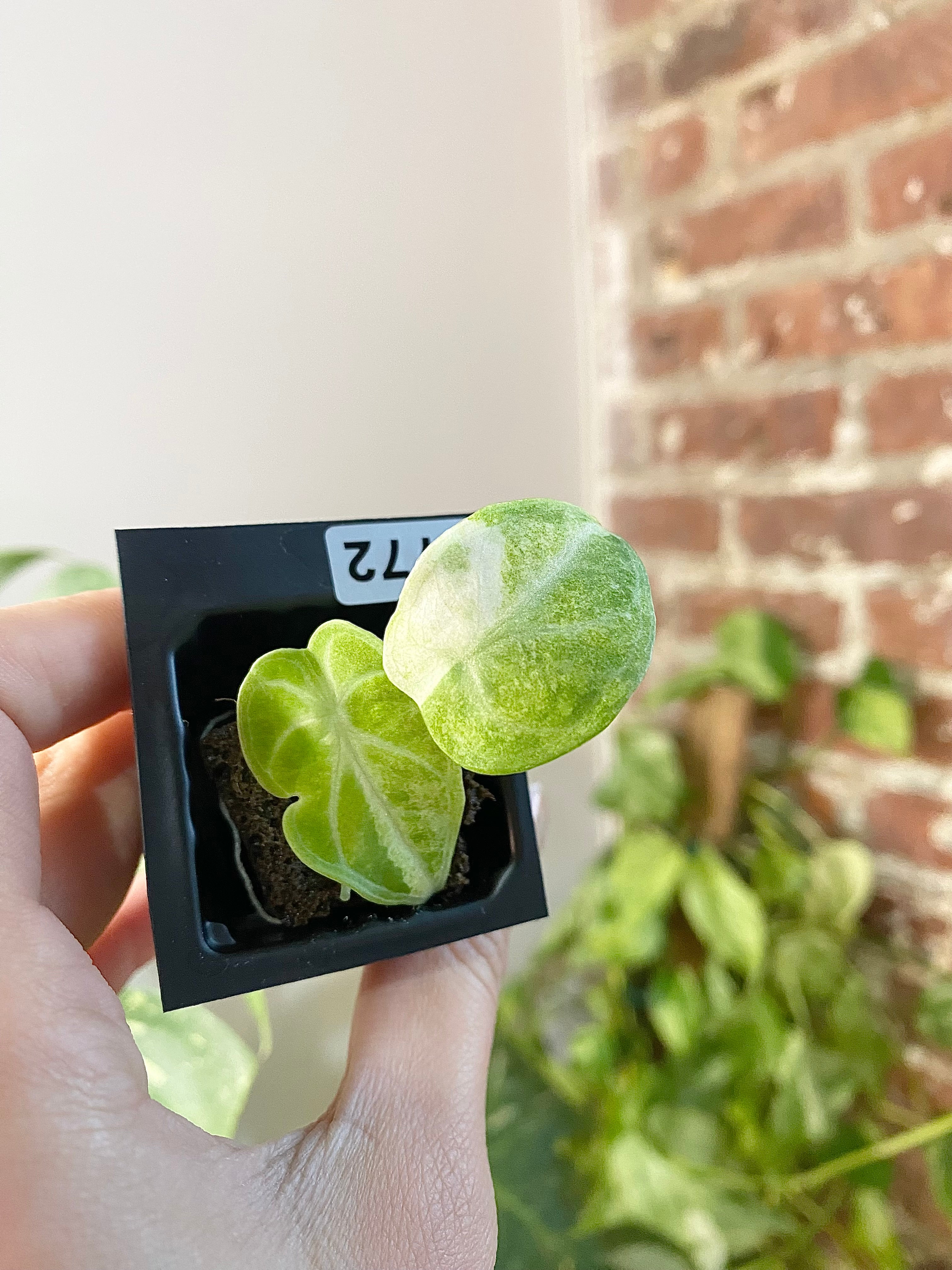 Products – Page 2 – PlantTheStudio