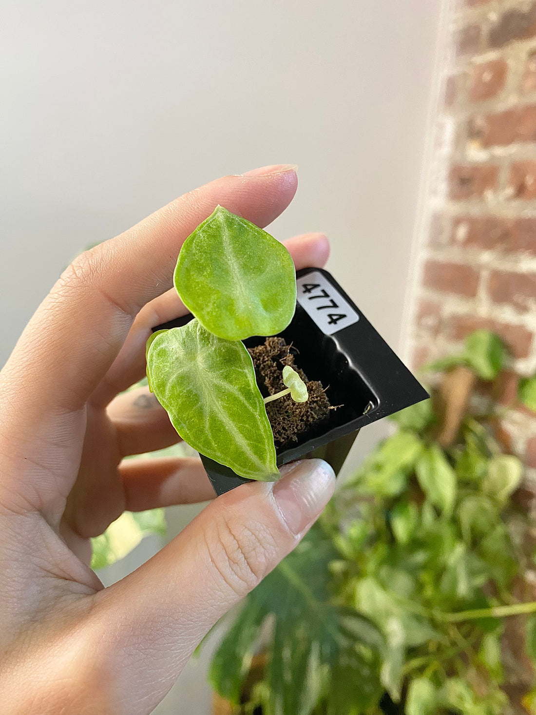 Alocasia Ninja Tricolor 4774