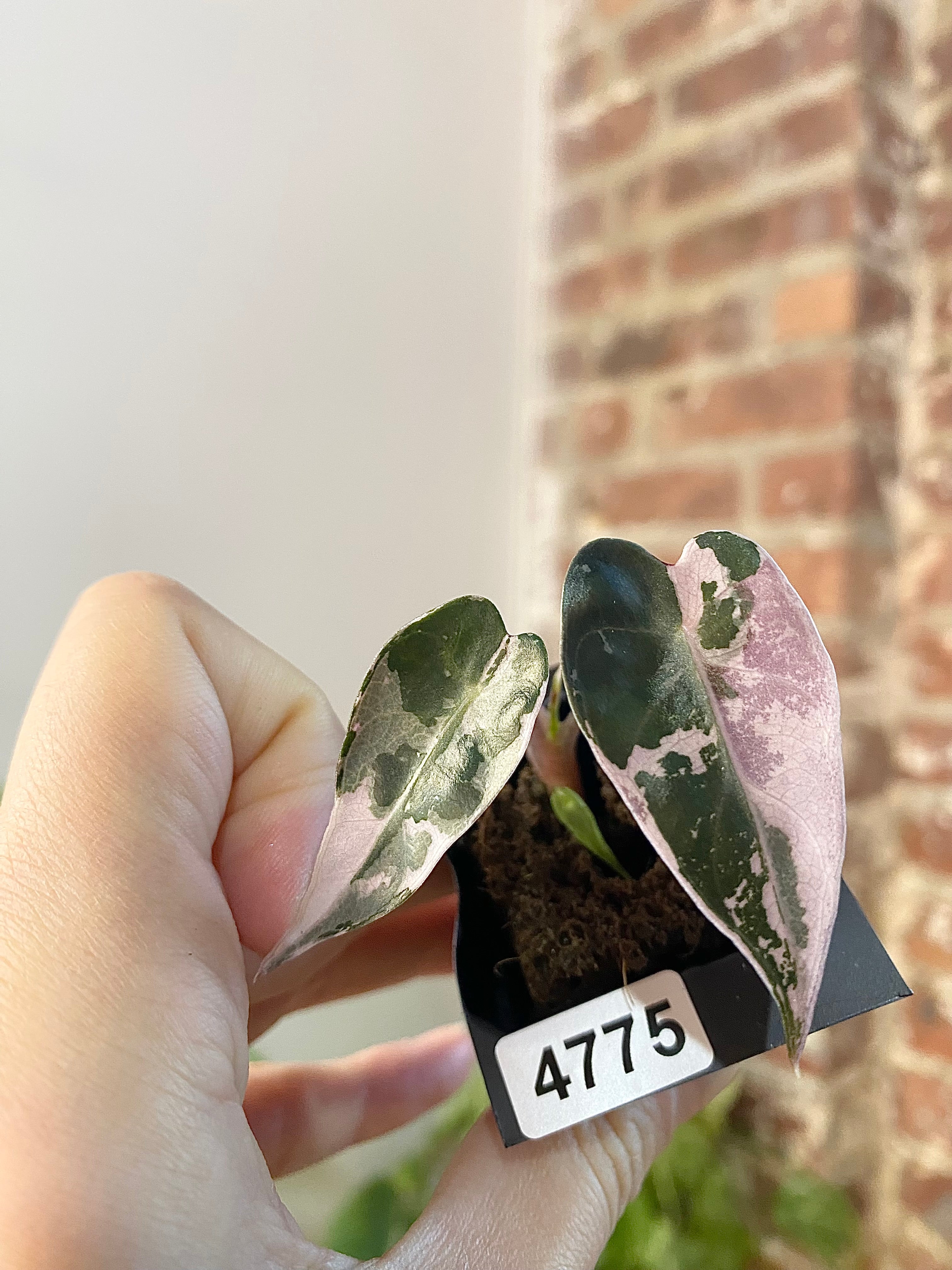 Alocasia Bambino Albo Pink 4775